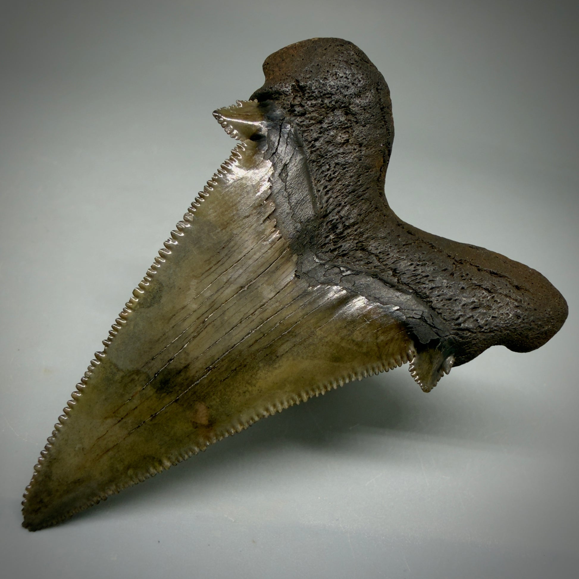 Back  Right View 2.72" Sharply Serrated Fossil Carcharocles sokolowi (auriculatus) Shark Tooth from North Carolina AU396