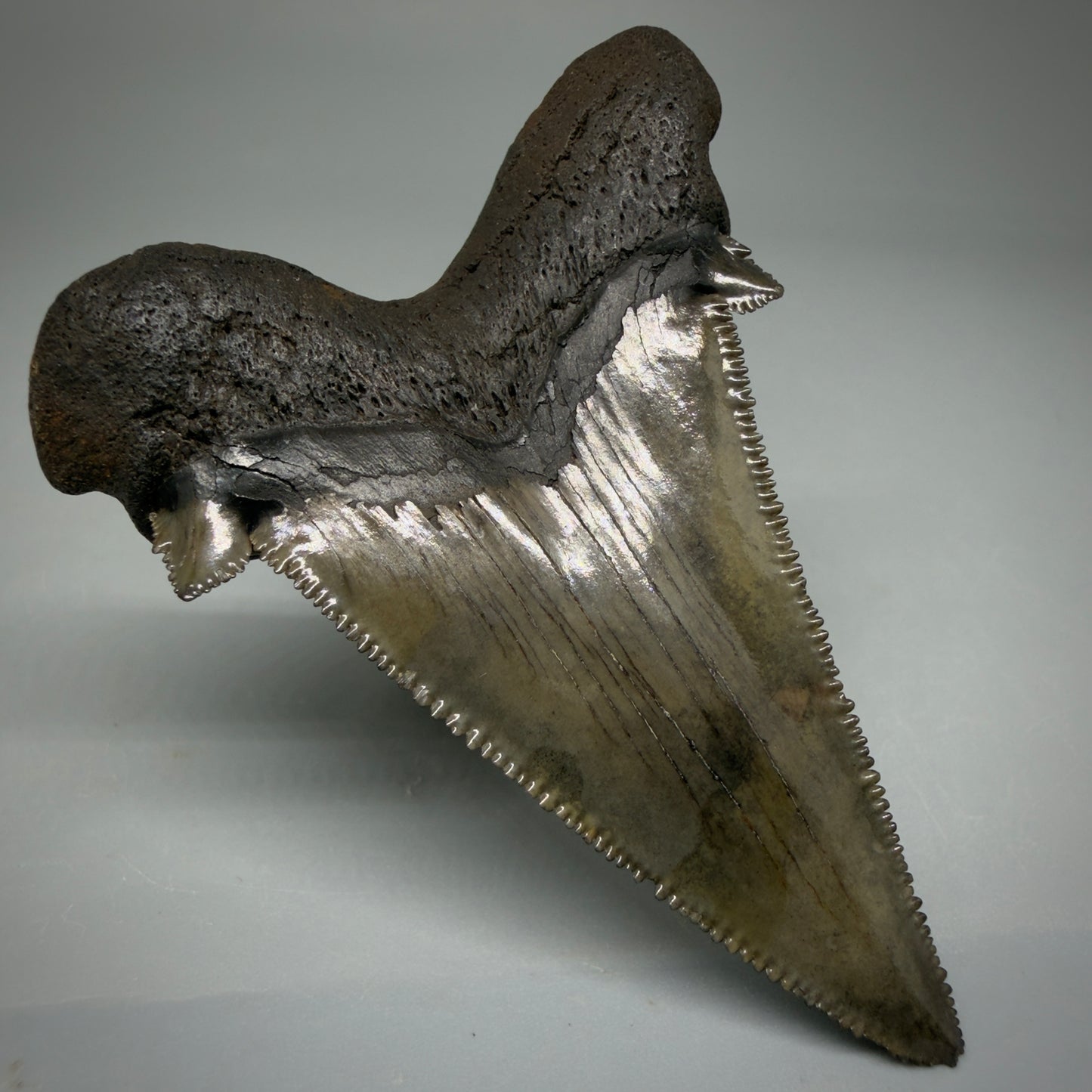 Back Left View 2.72" Sharply Serrated Fossil Carcharocles sokolowi (auriculatus) Shark Tooth from North Carolina AU396