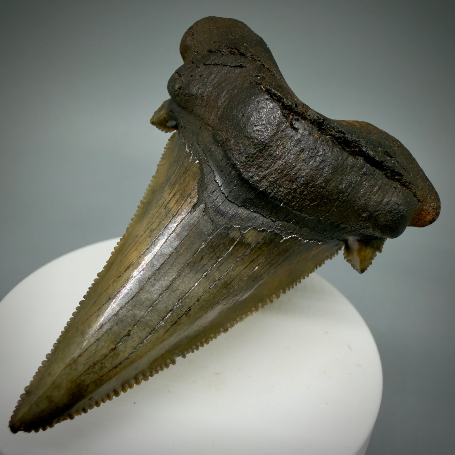 Front Right View Large 2.72" Sharply Serrated Fossil Carcharocles sokolowi (auriculatus) Shark Tooth from North Carolina (Copy) AU396