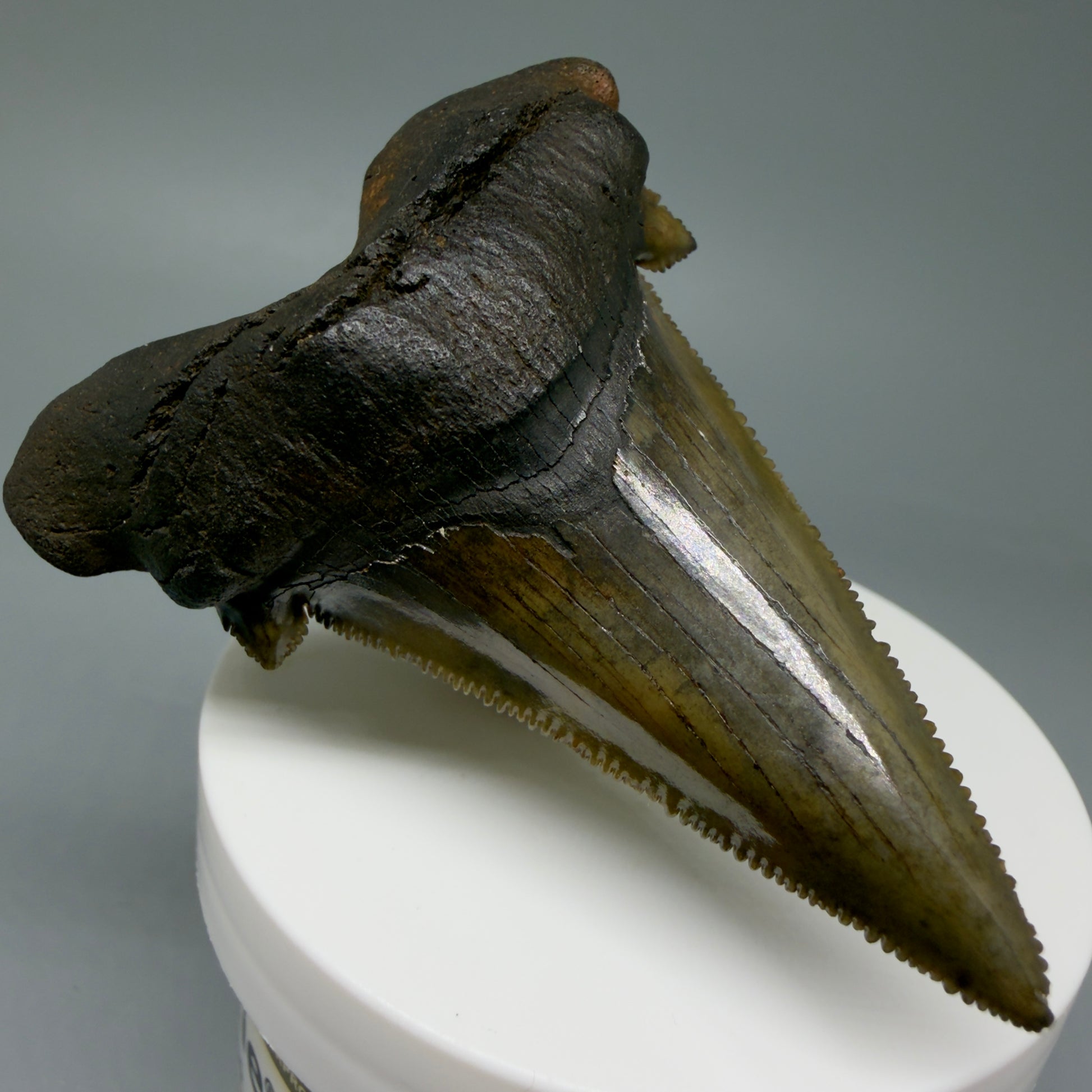 Front Left View Large 2.72" Sharply Serrated Fossil Carcharocles sokolowi (auriculatus) Shark Tooth from North Carolina (Copy) AU396
