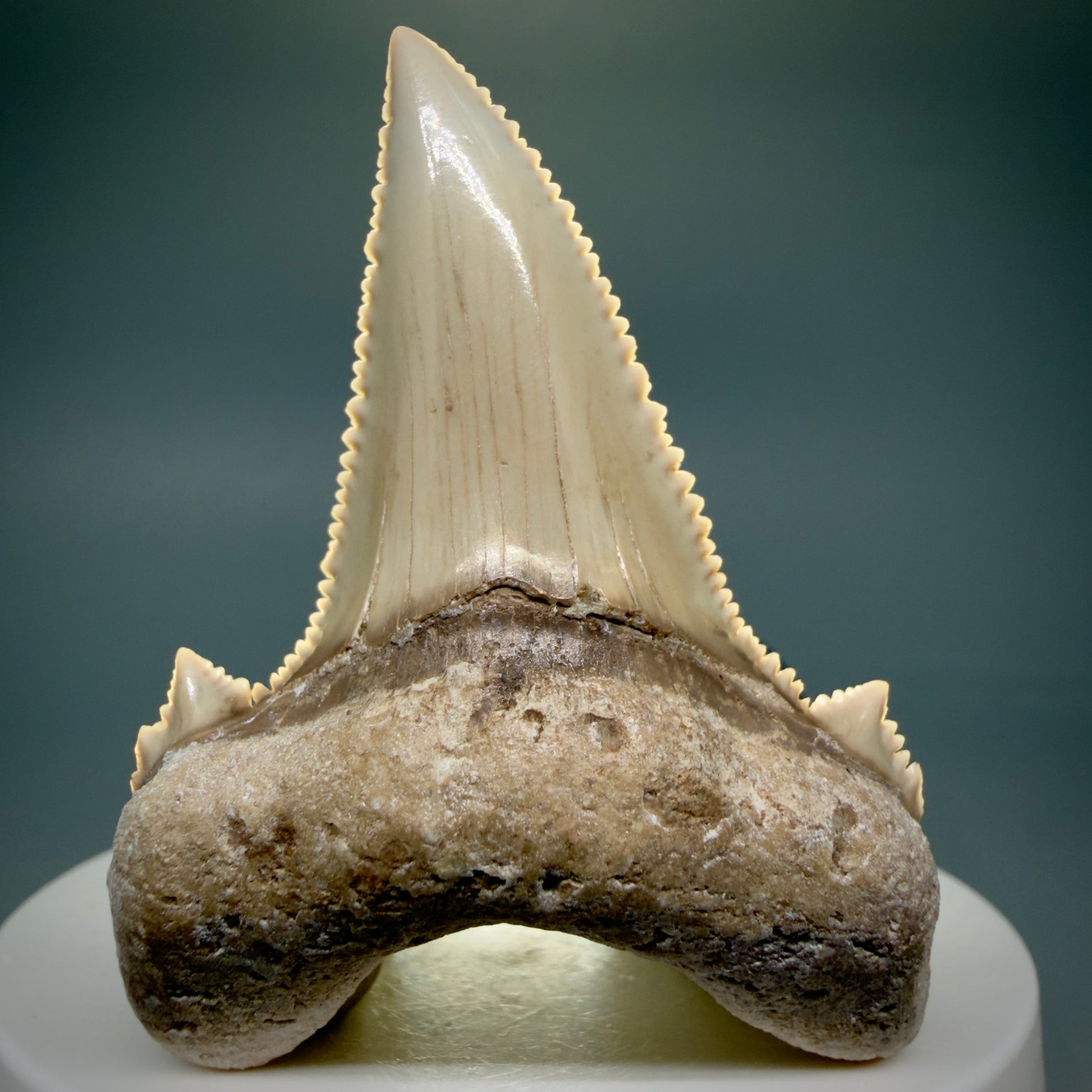 Front View Superb, Sharply Serrated 2.32" Carcharocles auriculatus Shark Tooth Fossil - Central Kazakhstan AU392 - 3