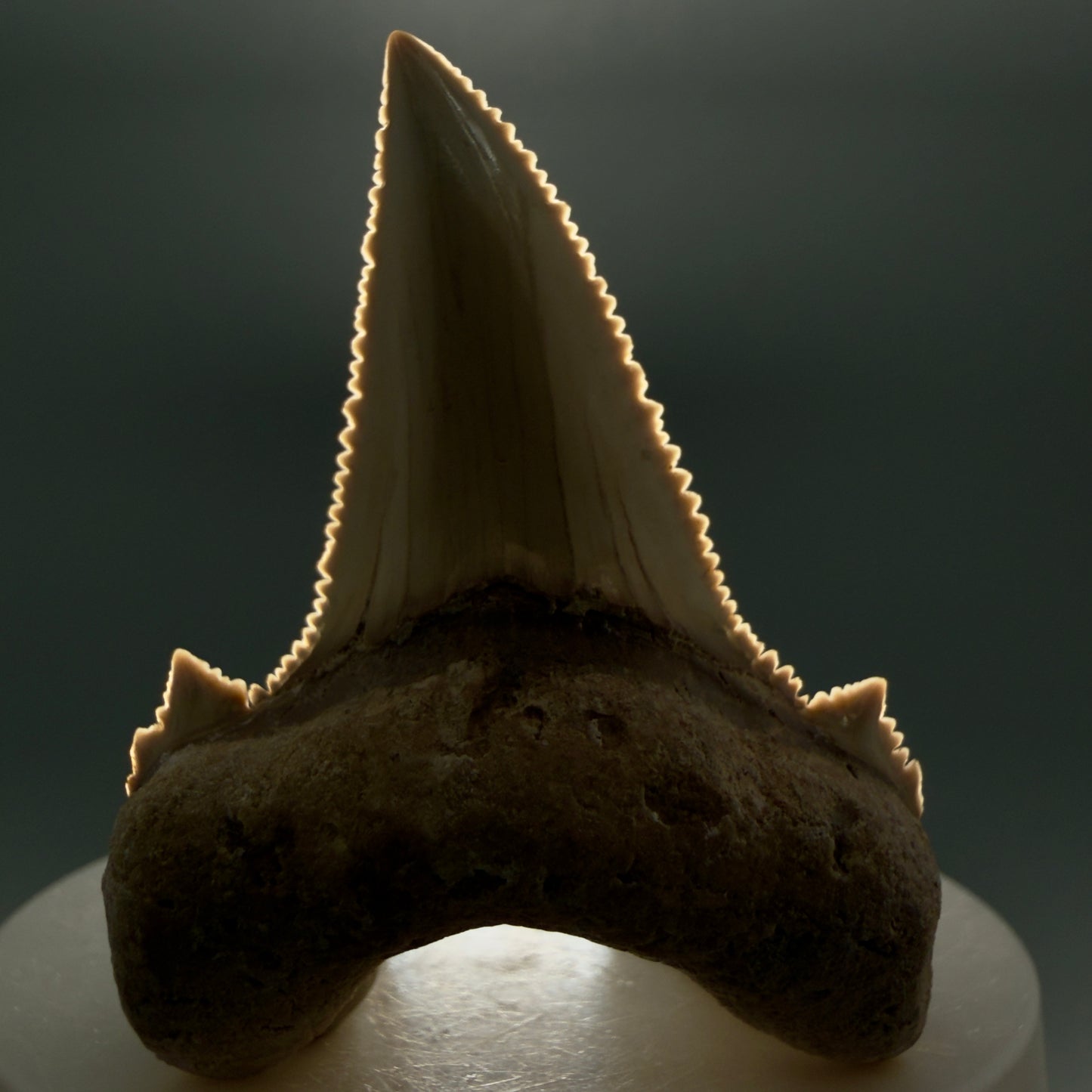 Front View Superb, Sharply Serrated 2.32" Carcharocles auriculatus Shark Tooth Fossil - Central Kazakhstan AU392 - 2