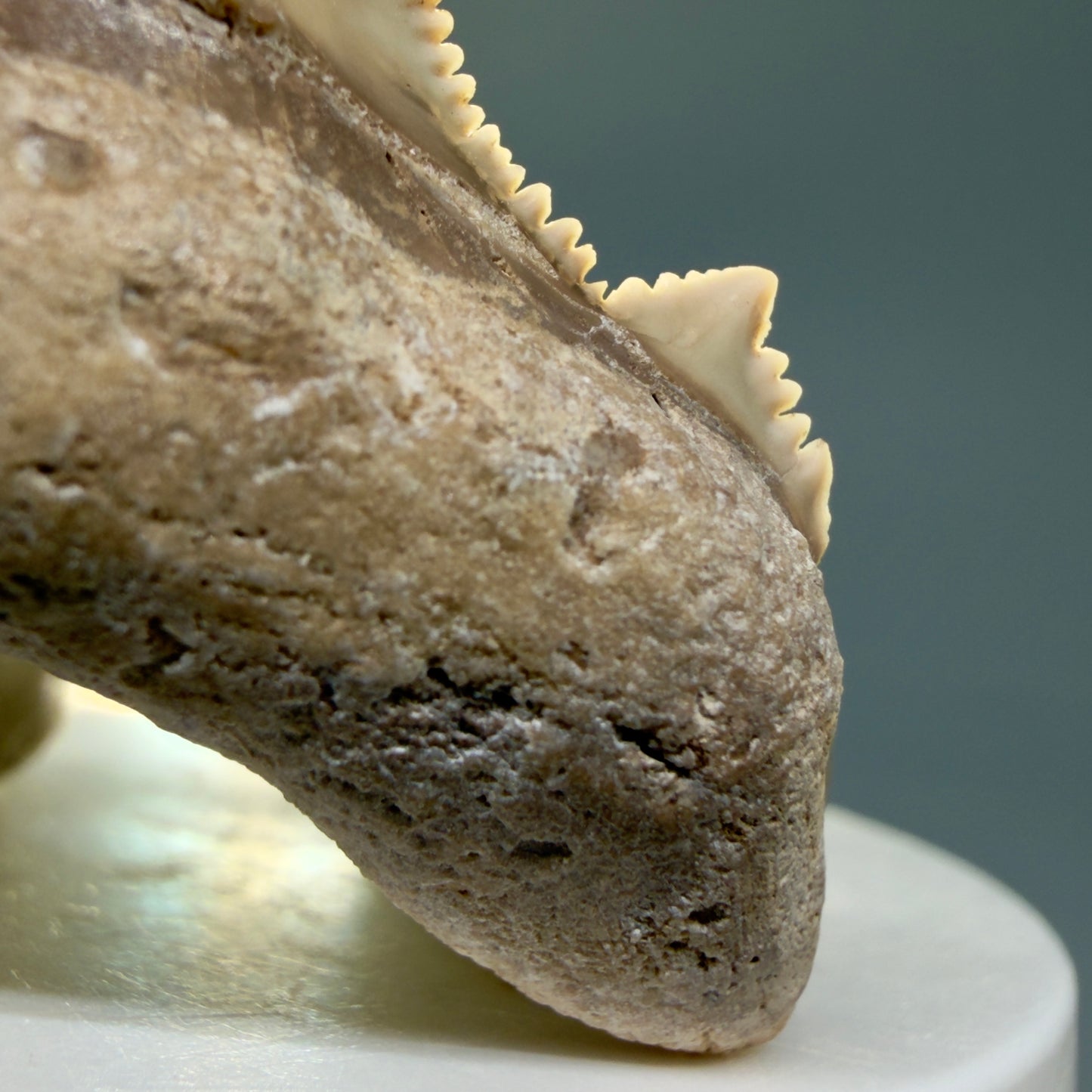 Right Cusp detail Superb, Sharply Serrated 2.32" Carcharocles auriculatus Shark Tooth Fossil - Central Kazakhstan AU392