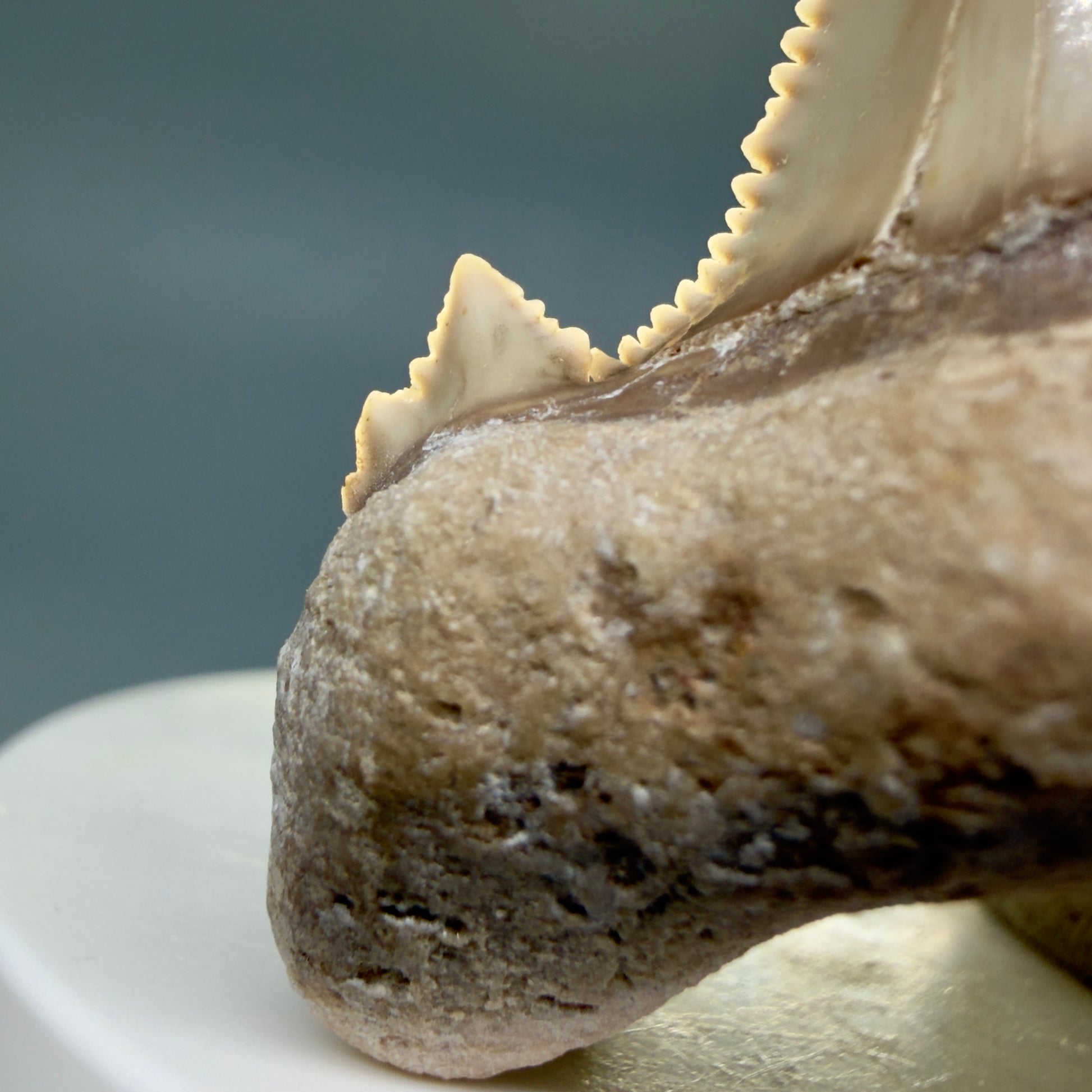 Left Cusp detail Superb, Sharply Serrated 2.32" Carcharocles auriculatus Shark Tooth Fossil - Central Kazakhstan AU392