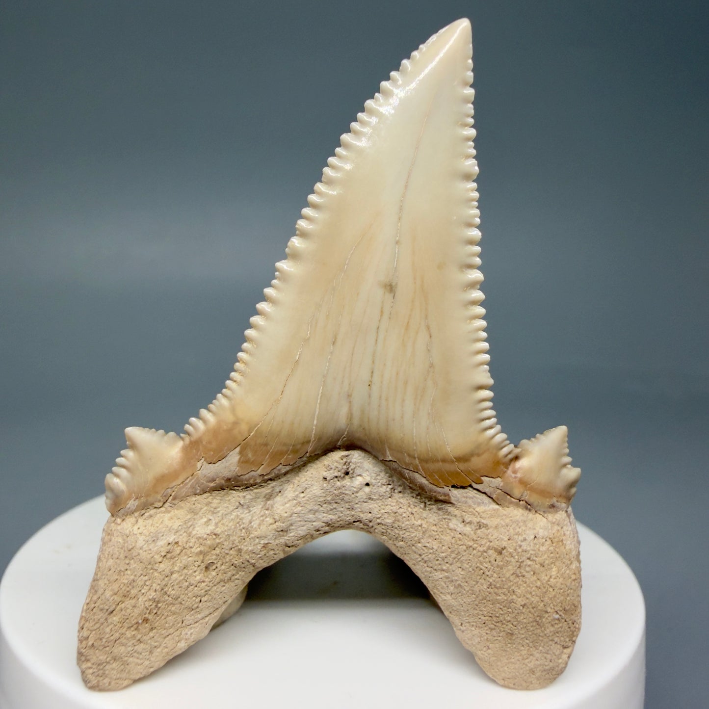 Back View Superb, Sharply Serrated 2.32" Carcharocles auriculatus Shark Tooth Fossil - Central Kazakhstan AU392