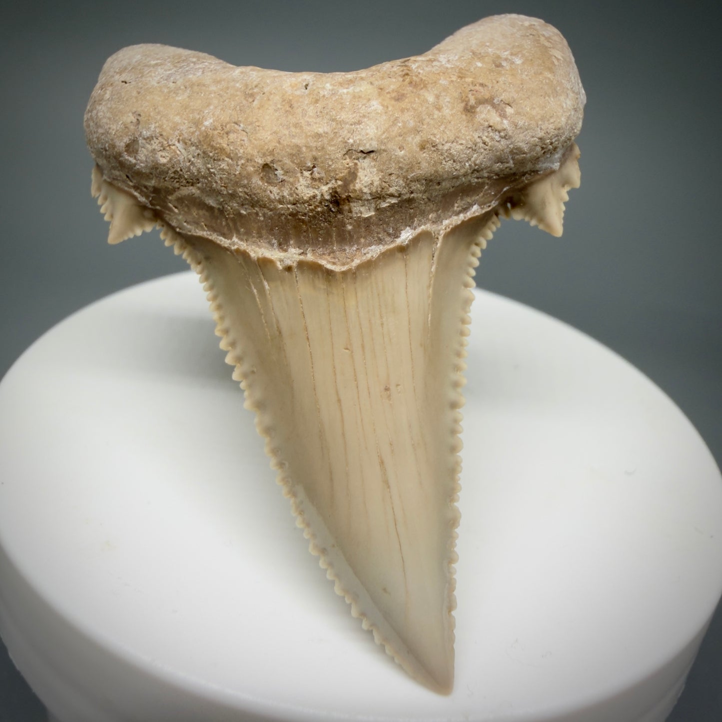 Front View Superb, Sharply Serrated 2.32" Carcharocles auriculatus Shark Tooth Fossil - Central Kazakhstan AU392 - 1