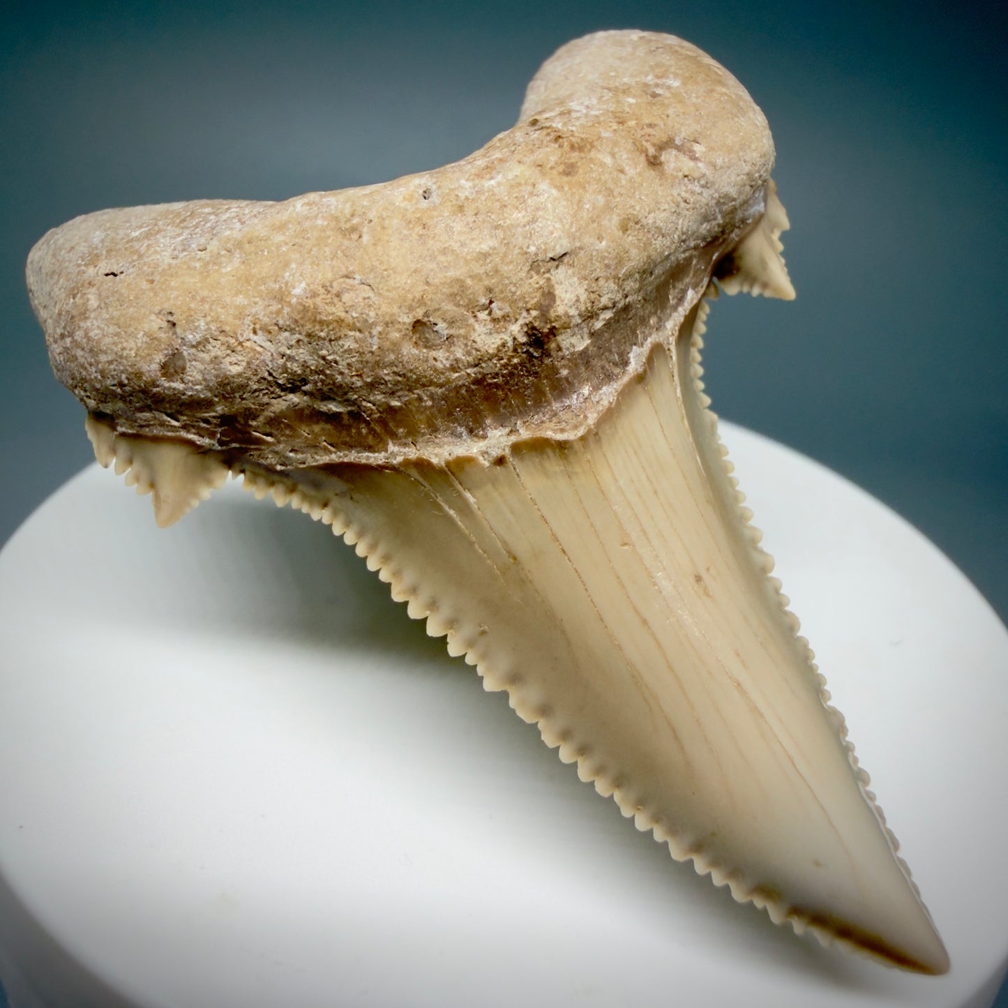 Front Left View Superb, Sharply Serrated 2.32" Carcharocles auriculatus Shark Tooth Fossil - Central Kazakhstan AU392