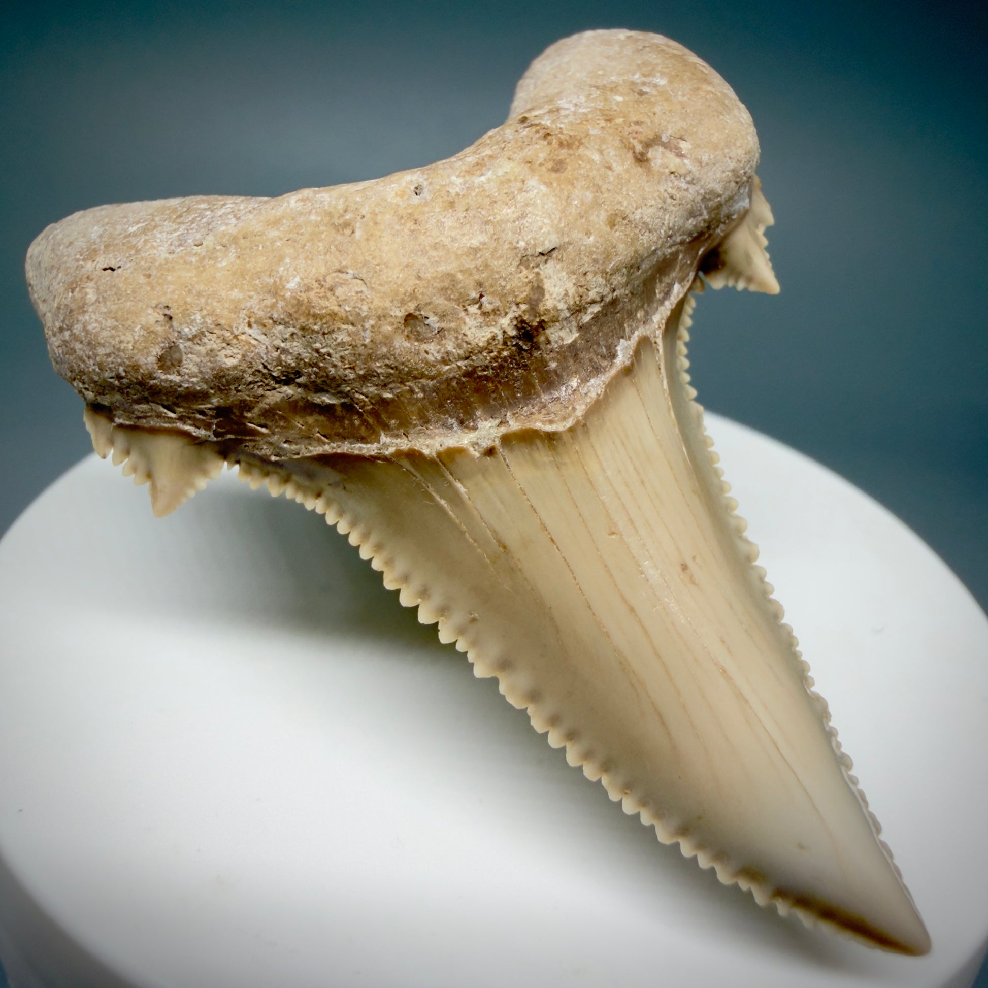 Front Left View Superb, Sharply Serrated 2.32" Carcharocles auriculatus Shark Tooth Fossil - Central Kazakhstan AU392