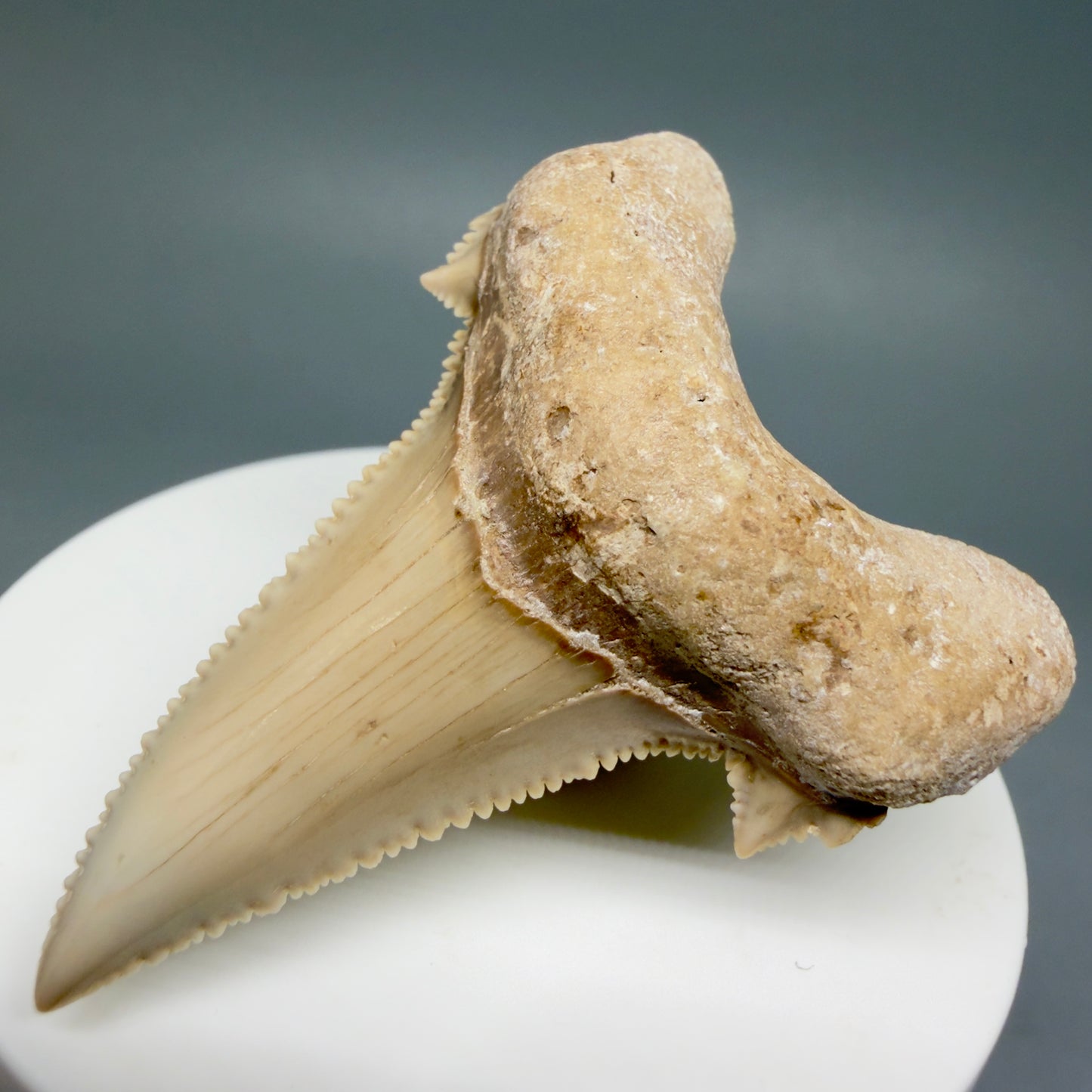 Front Right View Superb, Sharply Serrated 2.32" Carcharocles auriculatus Shark Tooth Fossil - Central Kazakhstan AU392