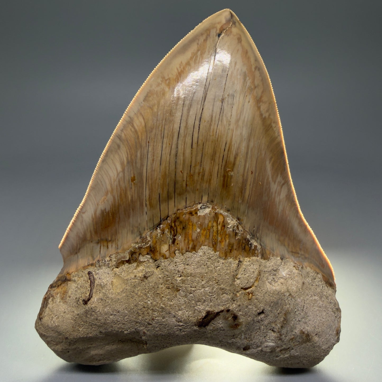Front View Collector's Quality, colorful 5.73″ Colorful Megalodon Tooth – West Java Indonesia CM5725 - 1