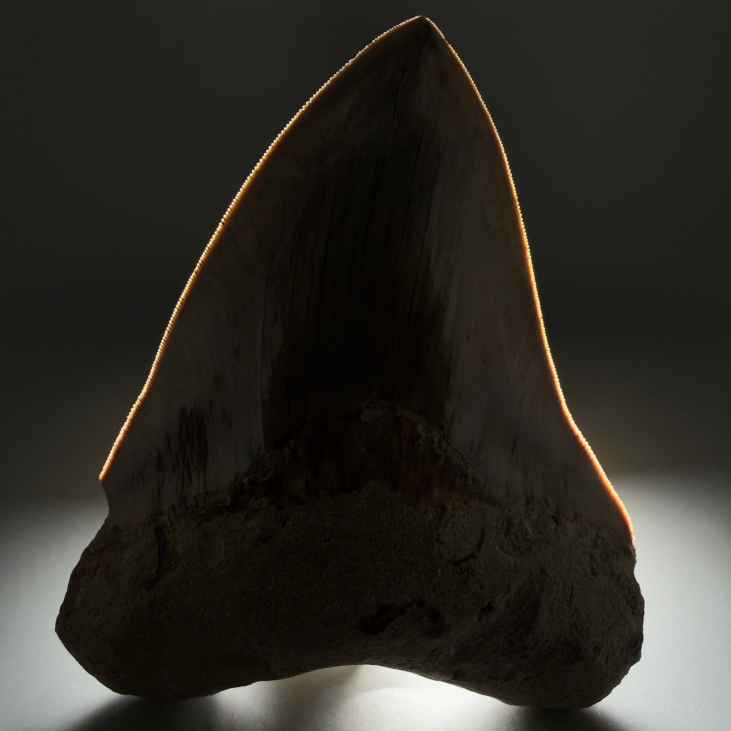 Front View Collector's Quality, colorful 5.73″ Colorful Megalodon Tooth – West Java Indonesia CM5725 - 2