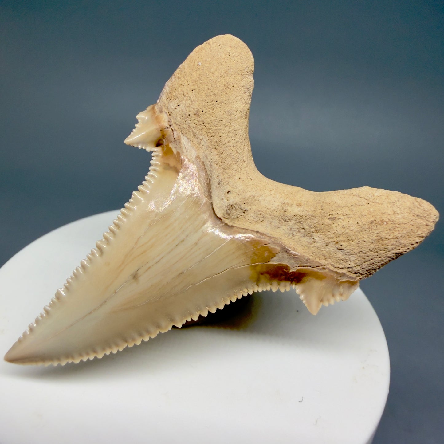 Back Right View Superb, Sharply Serrated 2.32" Carcharocles auriculatus Shark Tooth Fossil - Central Kazakhstan AU392
