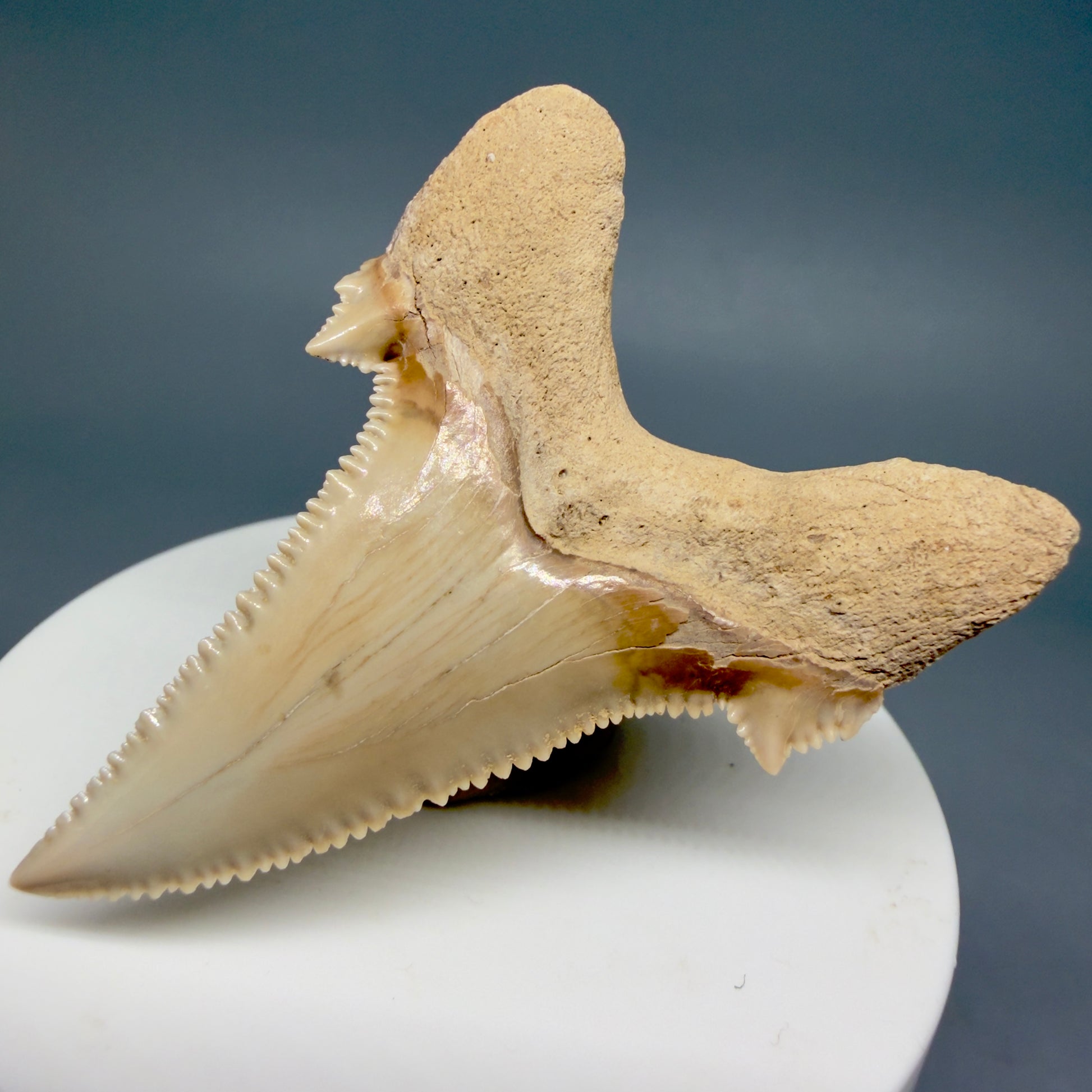 Back Right View Superb, Sharply Serrated 2.32" Carcharocles auriculatus Shark Tooth Fossil - Central Kazakhstan AU392