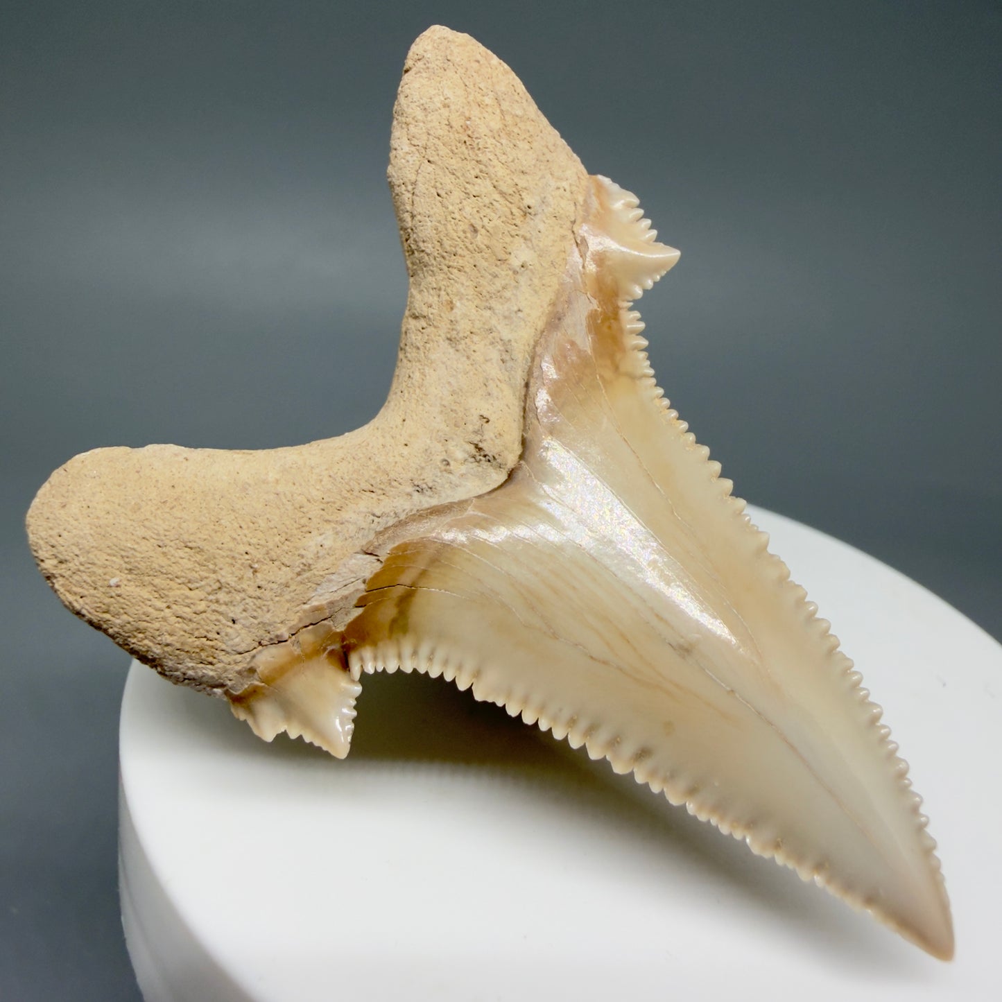 Back Left View Superb, Sharply Serrated 2.32" Carcharocles auriculatus Shark Tooth Fossil - Central Kazakhstan AU392