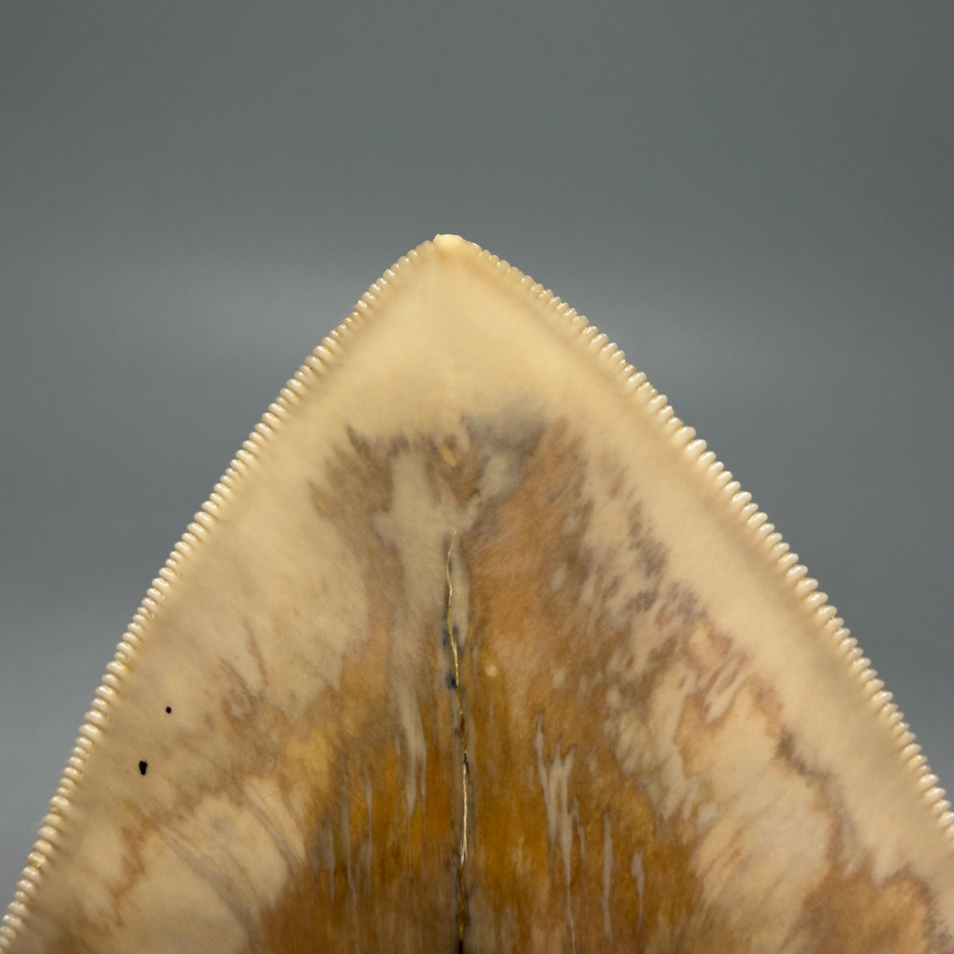 Tip Detail Collector's Quality, colorful 5.73″ Colorful Megalodon Tooth – West Java Indonesia CM5725