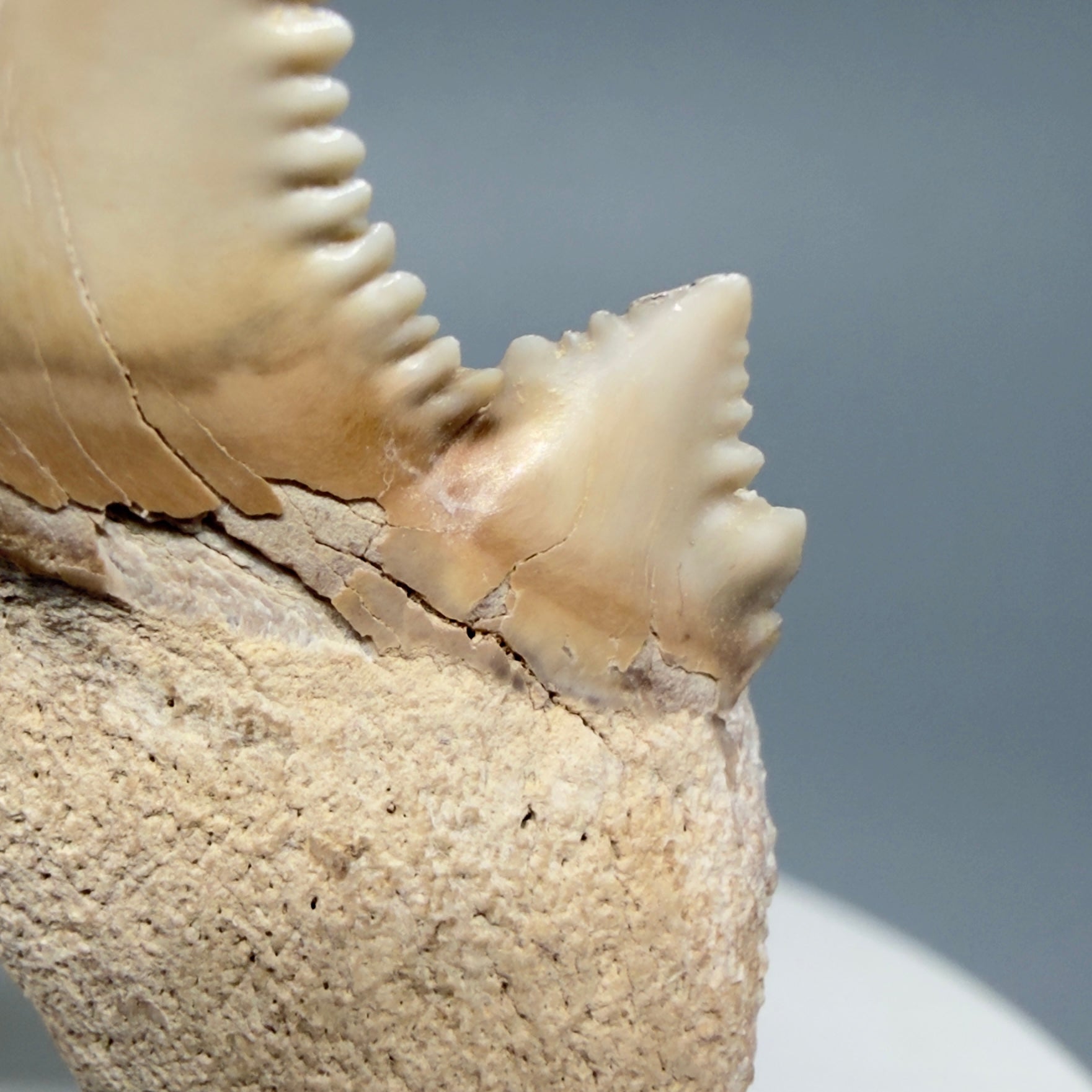 Cusp Detail View Superb, Sharply Serrated 2.32" Carcharocles auriculatus Shark Tooth Fossil - Central Kazakhstan AU392 1