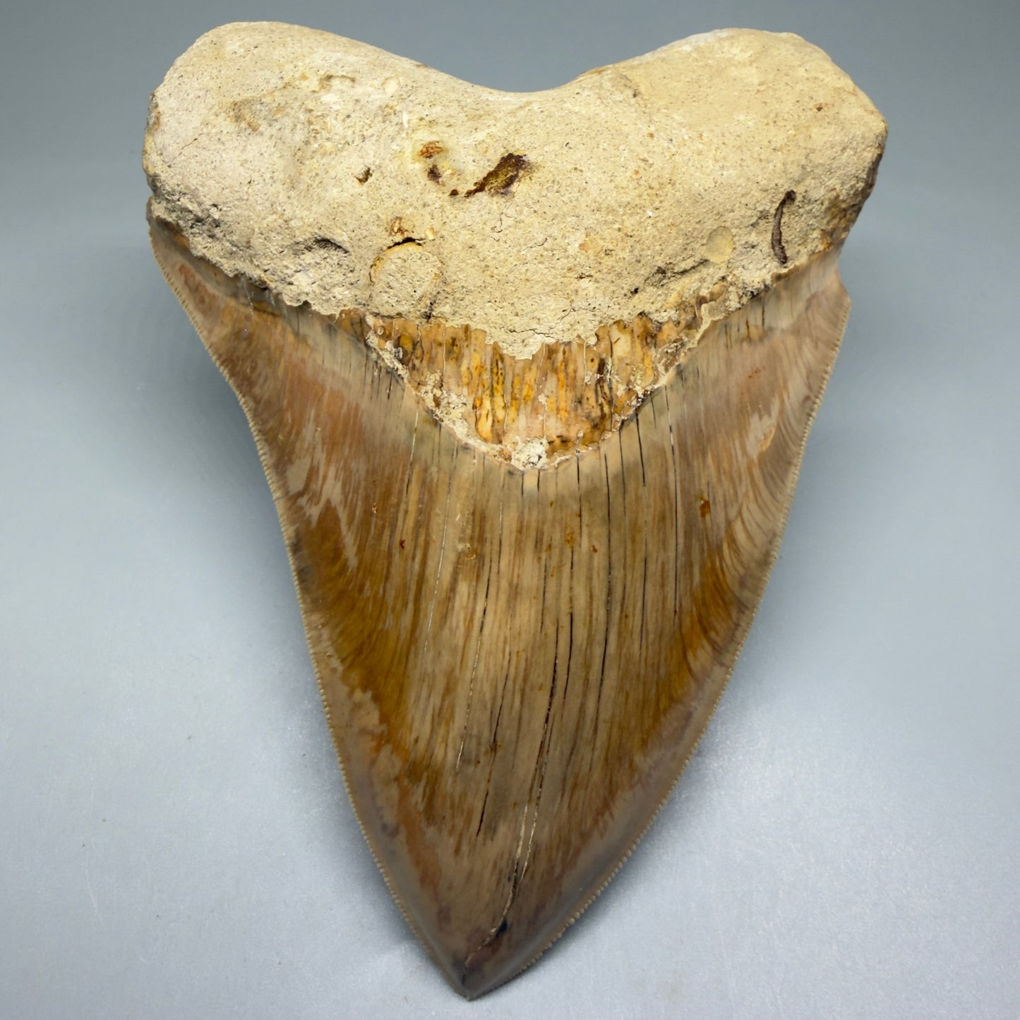 Front View Collector's Quality, colorful 5.73″ Colorful Megalodon Tooth – West Java Indonesia CM5725 - 2