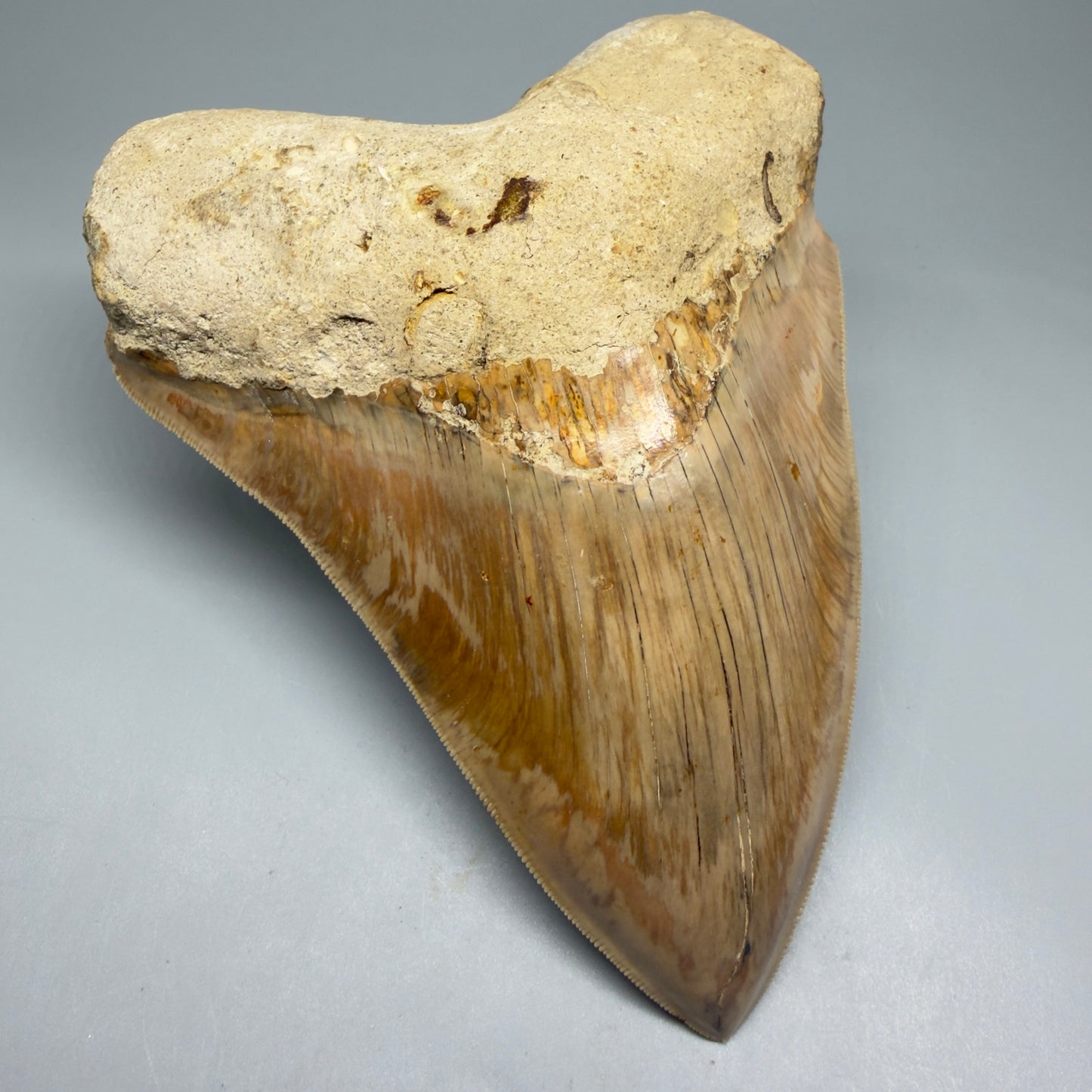 Front Left View Collector's Quality, colorful 5.73″ Colorful Megalodon Tooth – West Java Indonesia CM5725