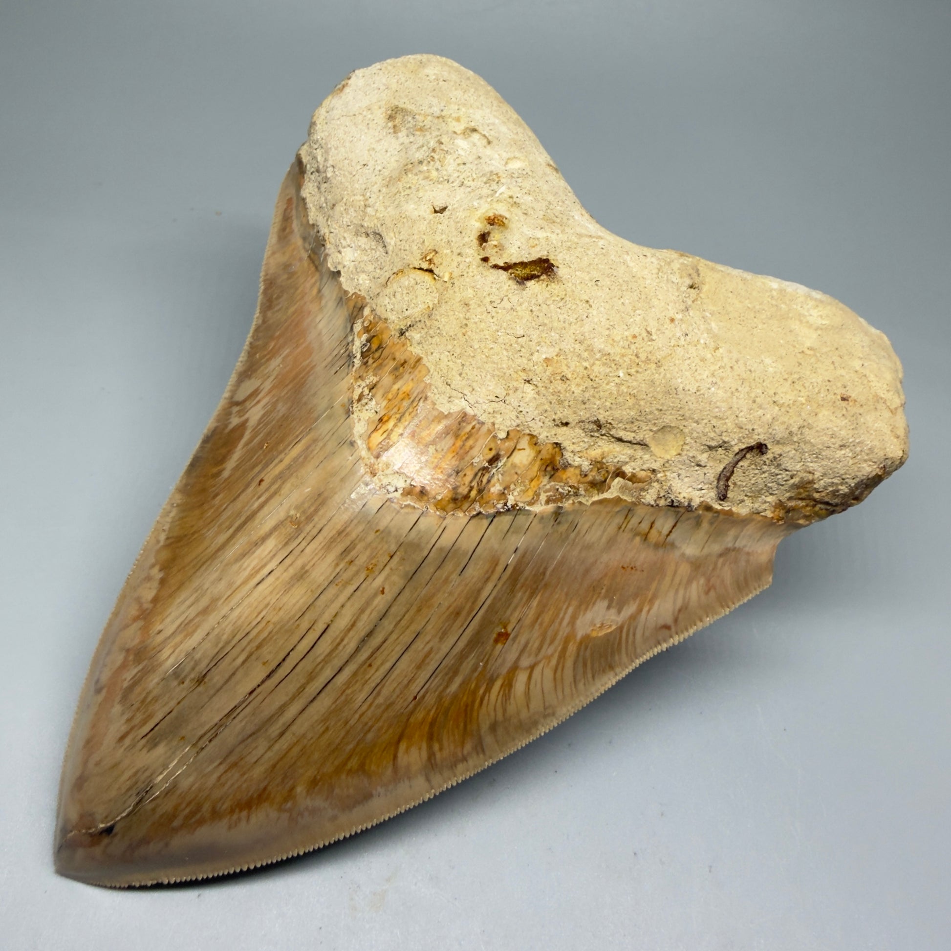 Front Right View Collector's Quality, colorful 5.73″ Colorful Megalodon Tooth – West Java Indonesia CM5725