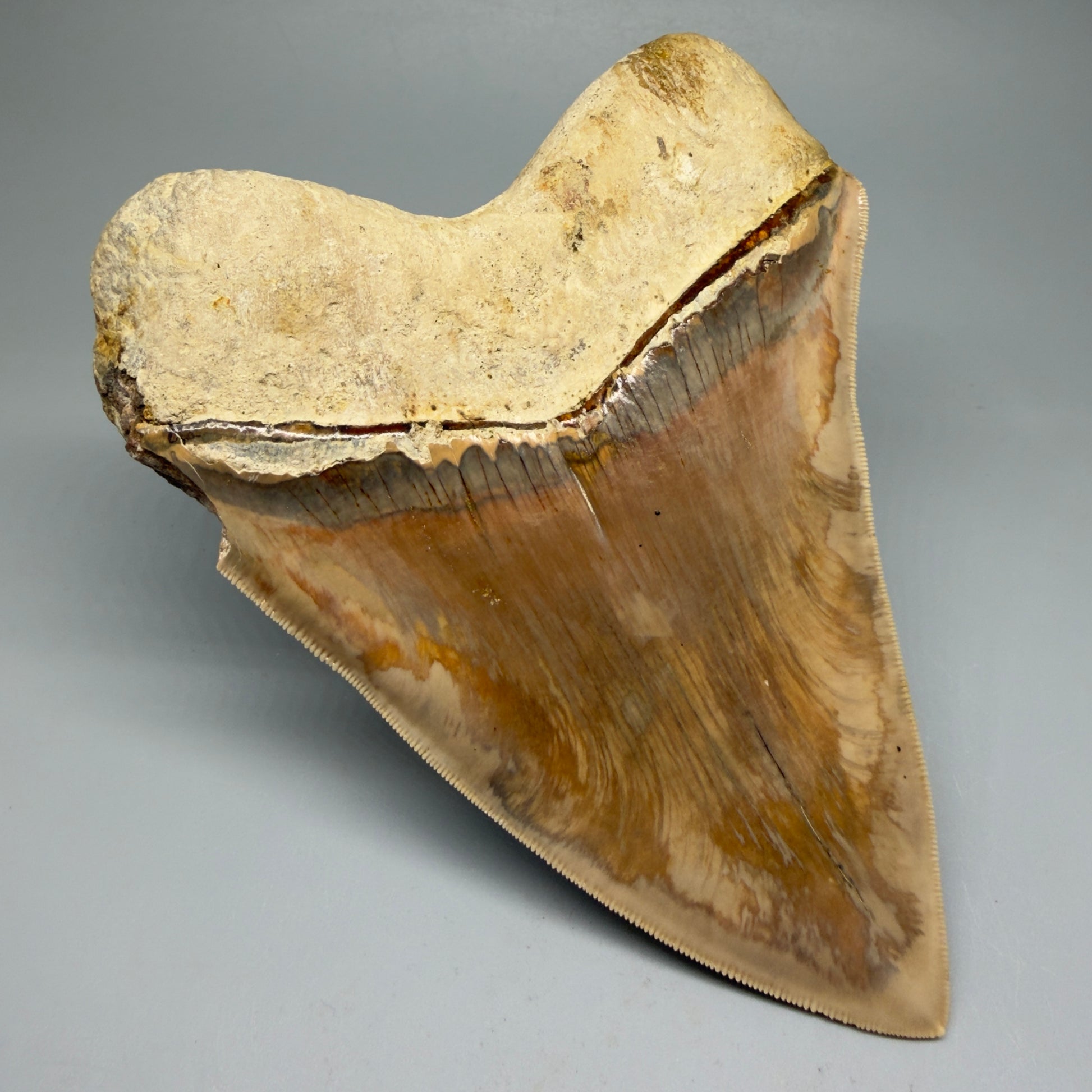 Back Left View Collector's Quality, colorful 5.73″ Colorful Megalodon Tooth – West Java Indonesia CM5725