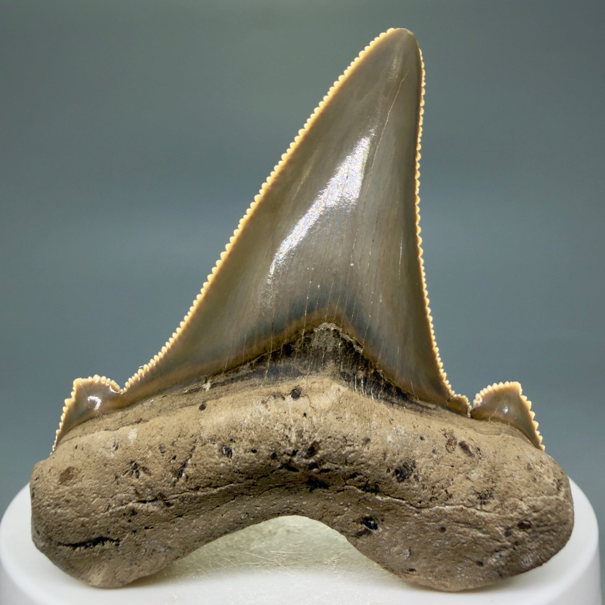 Front View Gorgeous 2.37" Fossil Carcharocles sokolowi (auriculatus) Shark Tooth - Harleyville, South Carolina AU397 - 1