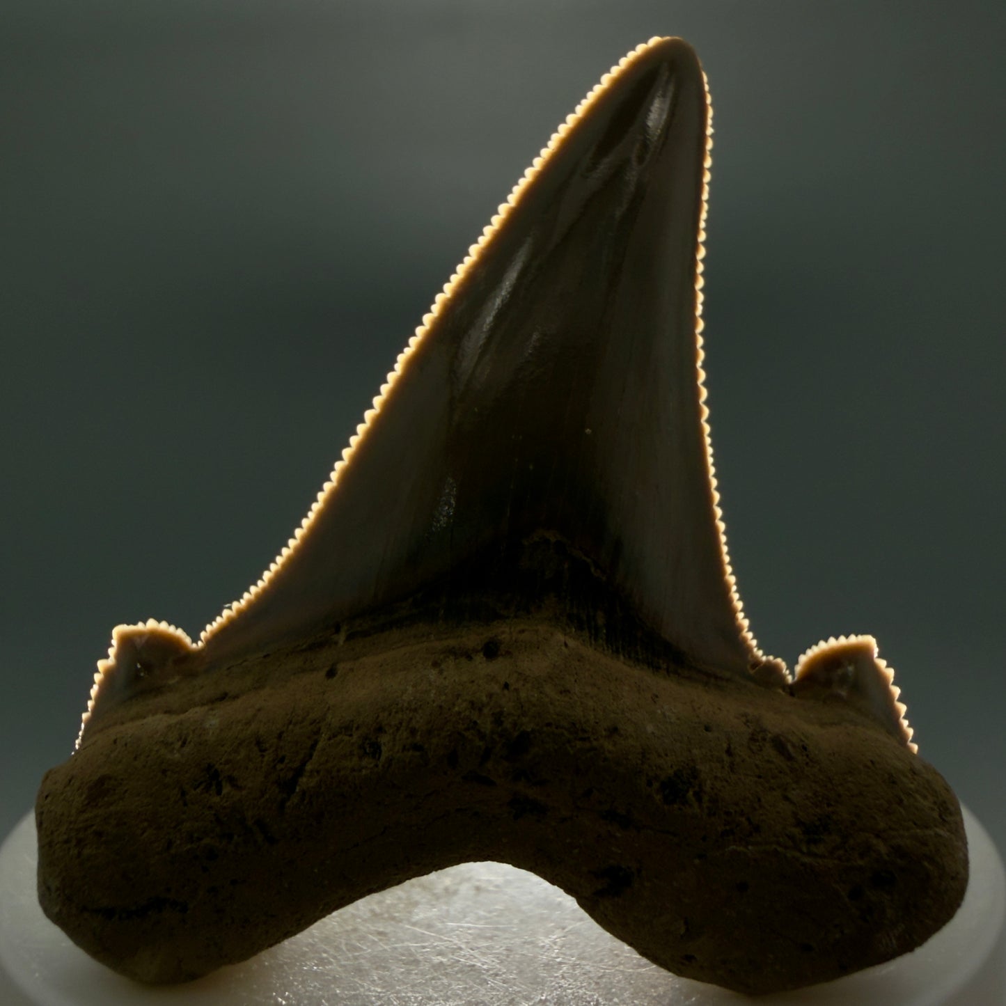 Front View Gorgeous 2.37" Fossil Carcharocles sokolowi (auriculatus) Shark Tooth - Harleyville, South Carolina AU397 - 2