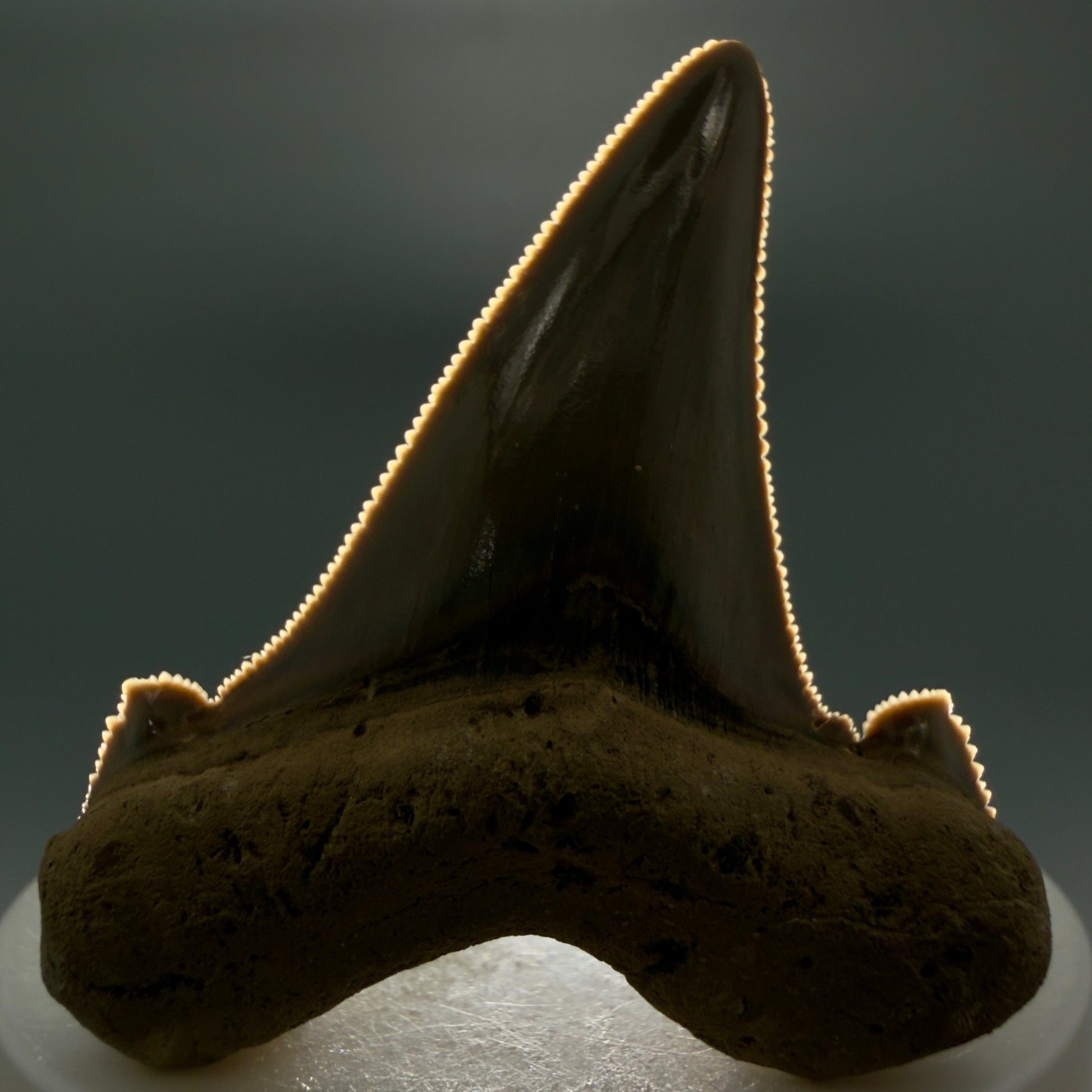 Front View Gorgeous 2.37" Fossil Carcharocles sokolowi (auriculatus) Shark Tooth - Harleyville, South Carolina AU397 - 2