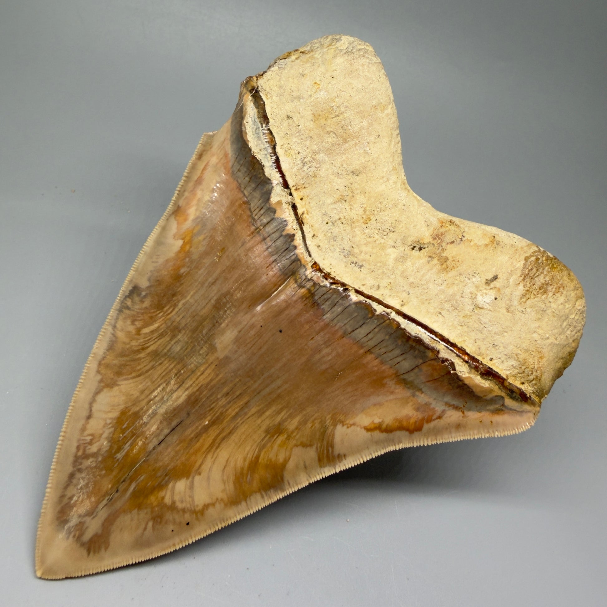 Back Right View Collector's Quality, colorful 5.73″ Colorful Megalodon Tooth – West Java Indonesia CM5725