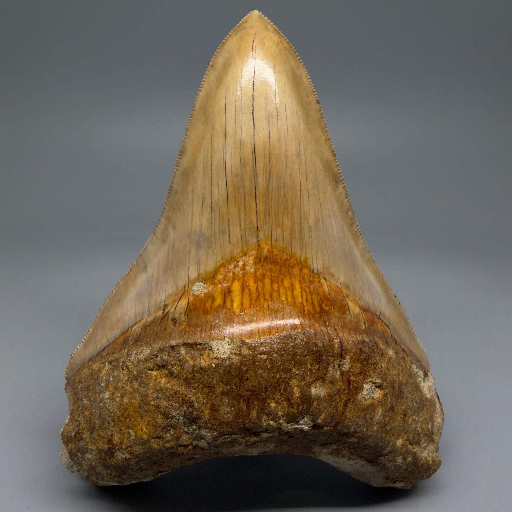 Front View Collector's Quality, Lower 4.98″ Colorful Megalodon Tooth – West Java Indonesia CM5723 - 1