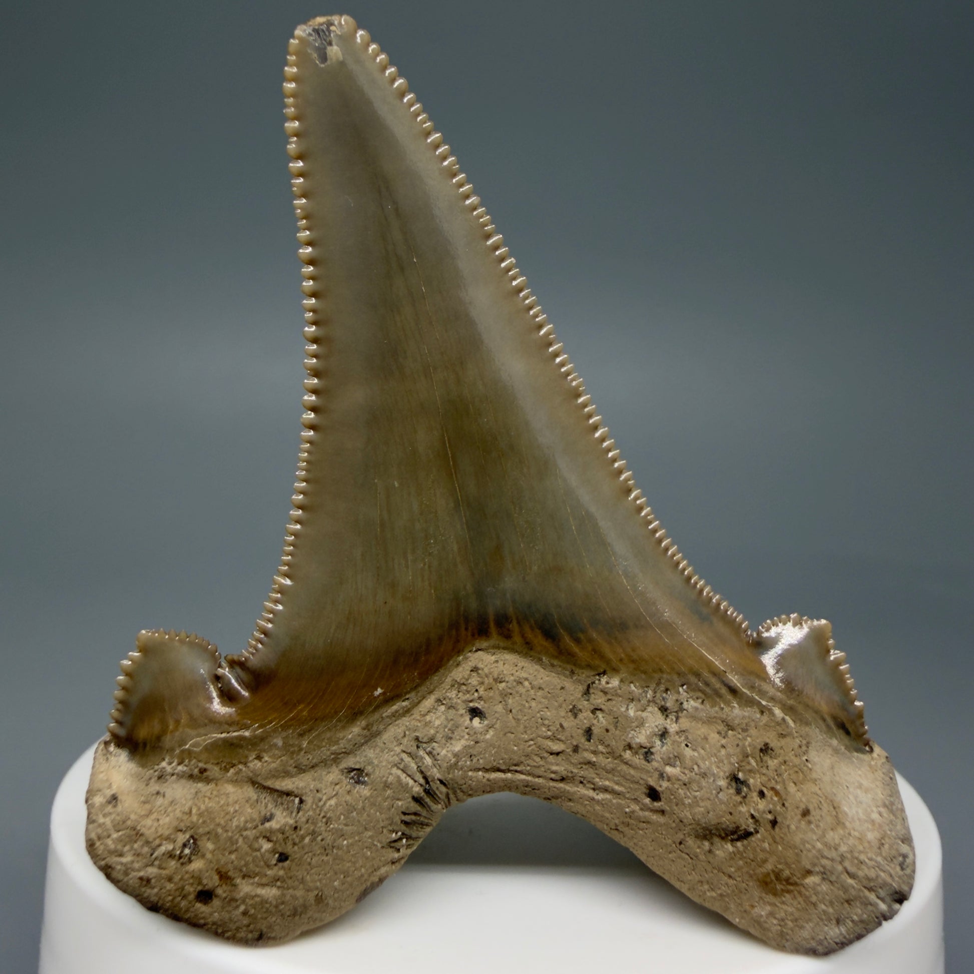 Back View Gorgeous 2.37" Fossil Carcharocles sokolowi (auriculatus) Shark Tooth - Harleyville, South Carolina AU397