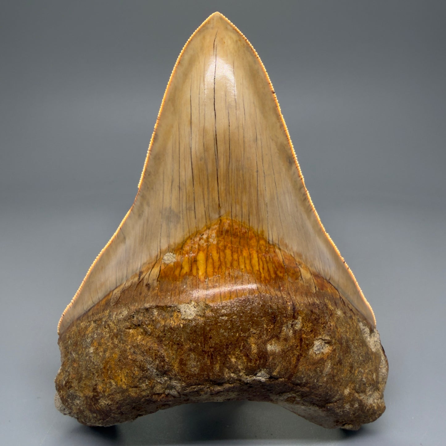 Front View Collector's Quality, Lower 4.98″ Colorful Megalodon Tooth – West Java Indonesia CM5723 - 2