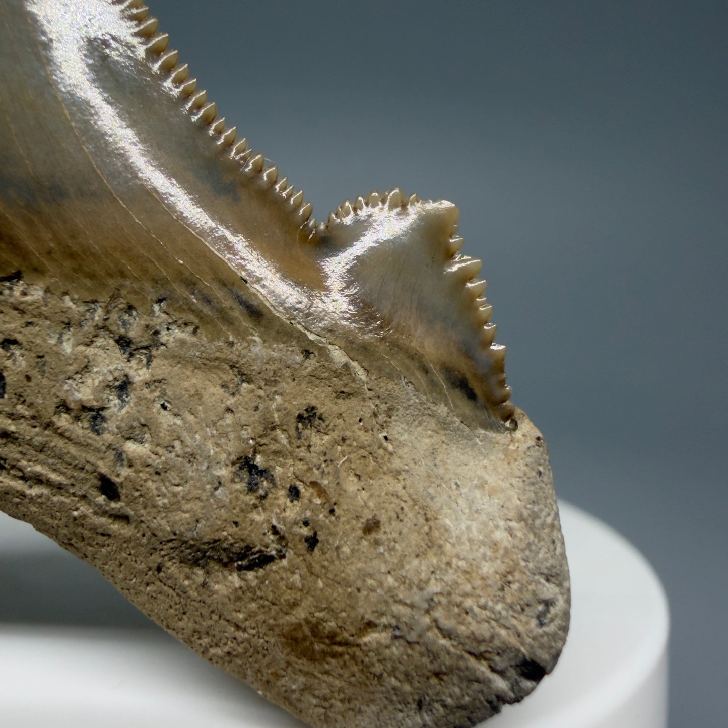 Right Cusp details Gorgeous 2.37" Fossil Carcharocles sokolowi (auriculatus) Shark Tooth - Harleyville, South Carolina AU397