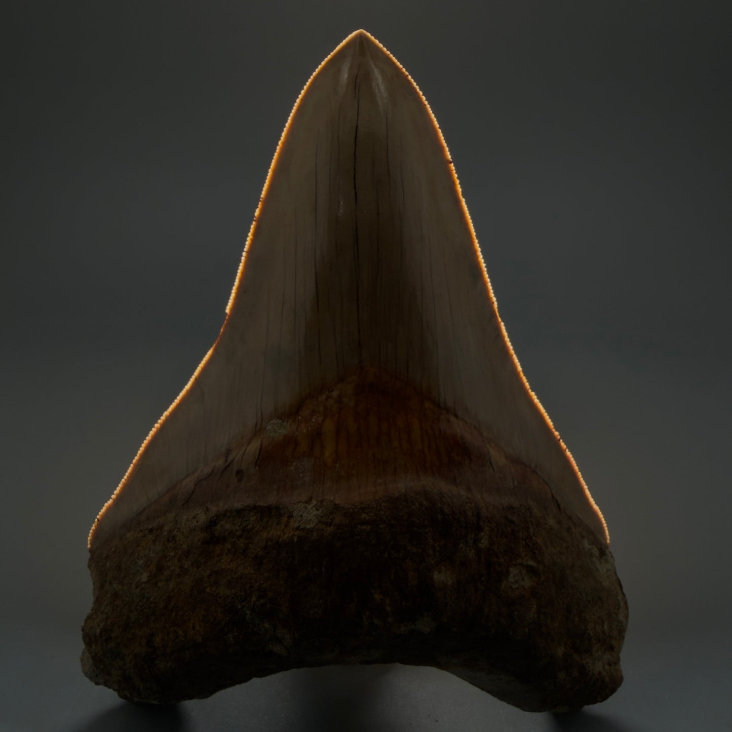 Front View Collector's Quality, Lower 4.98″ Colorful Megalodon Tooth – West Java Indonesia CM5723 - 2