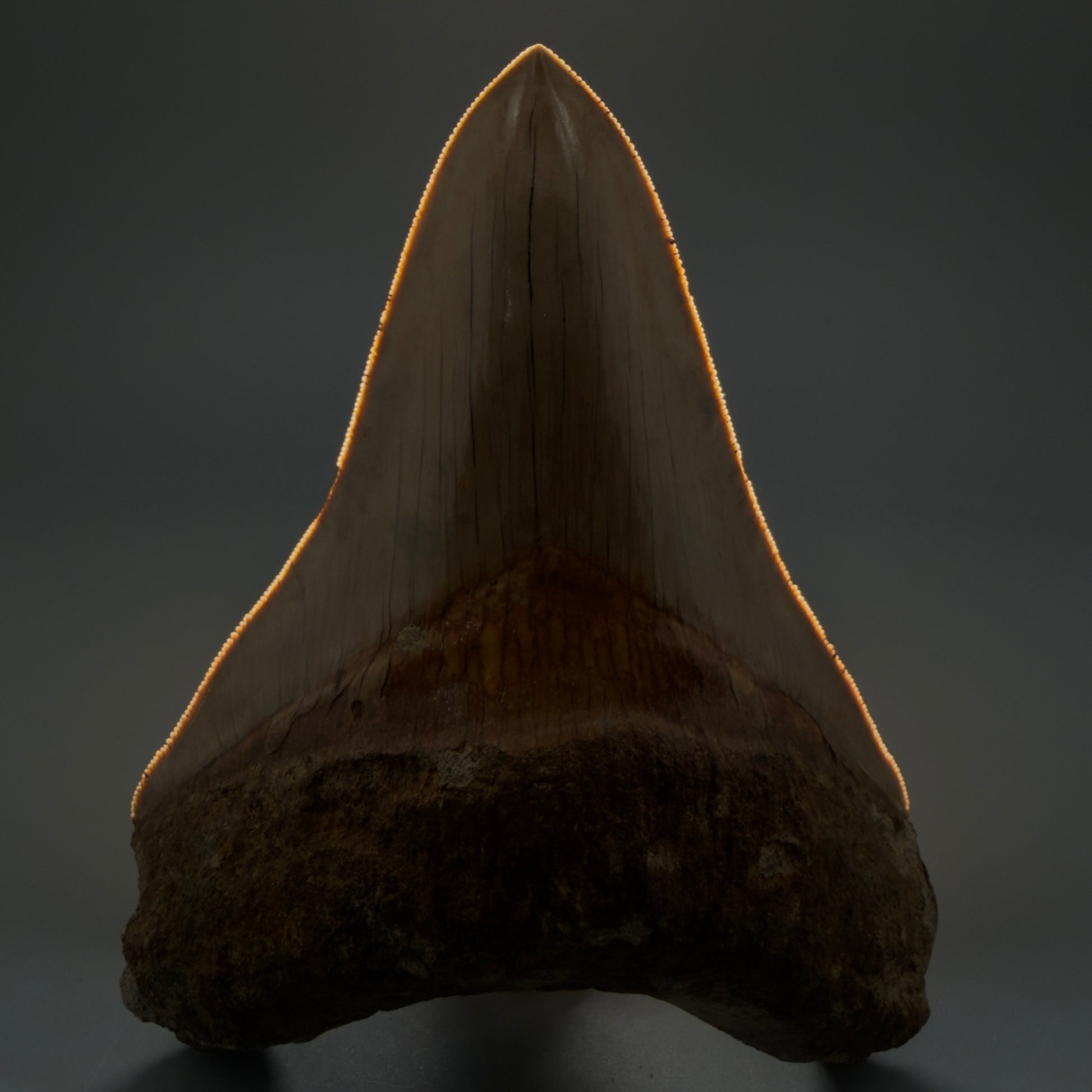 Front View Collector's Quality, Lower 4.98″ Colorful Megalodon Tooth – West Java Indonesia CM5723 - 2