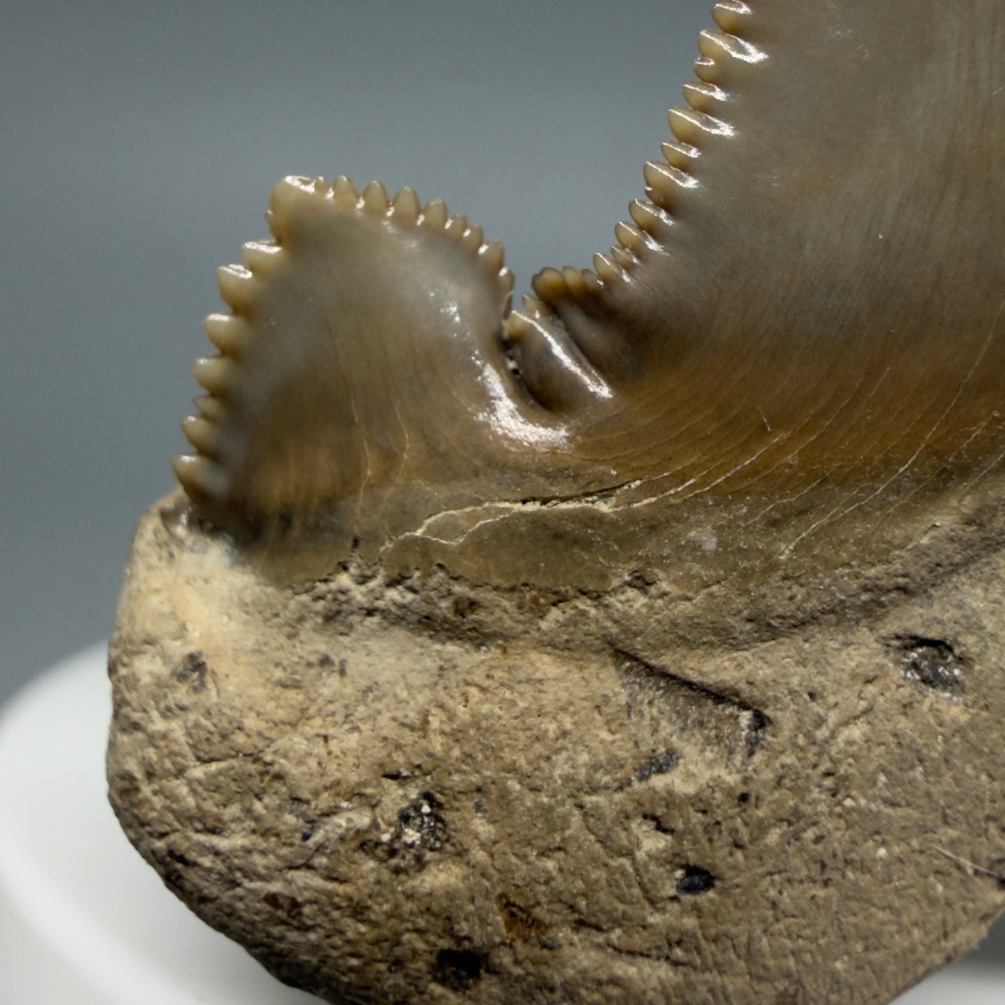 Left Cusp details Gorgeous 2.37" Fossil Carcharocles sokolowi (auriculatus) Shark Tooth - Harleyville, South Carolina AU397