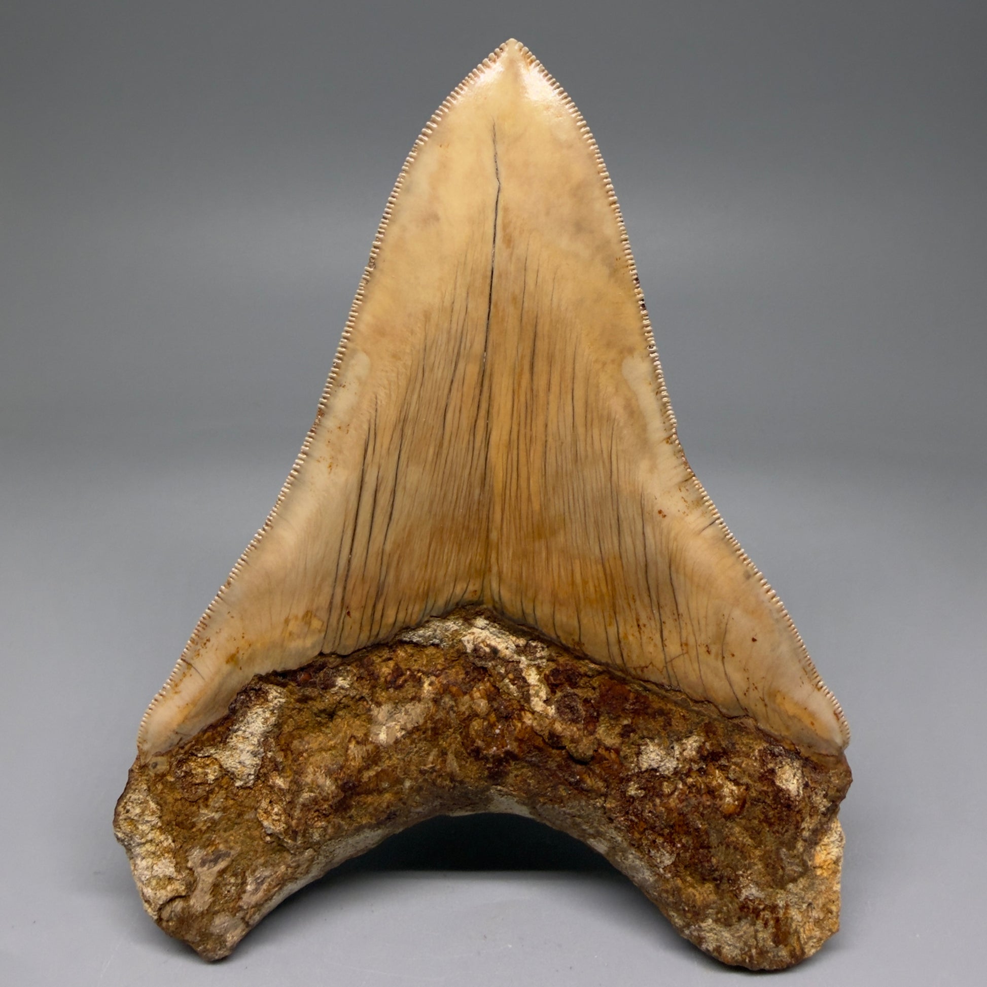 Back View Collector's Quality, Lower 4.98″ Colorful Megalodon Tooth – West Java Indonesia CM5723