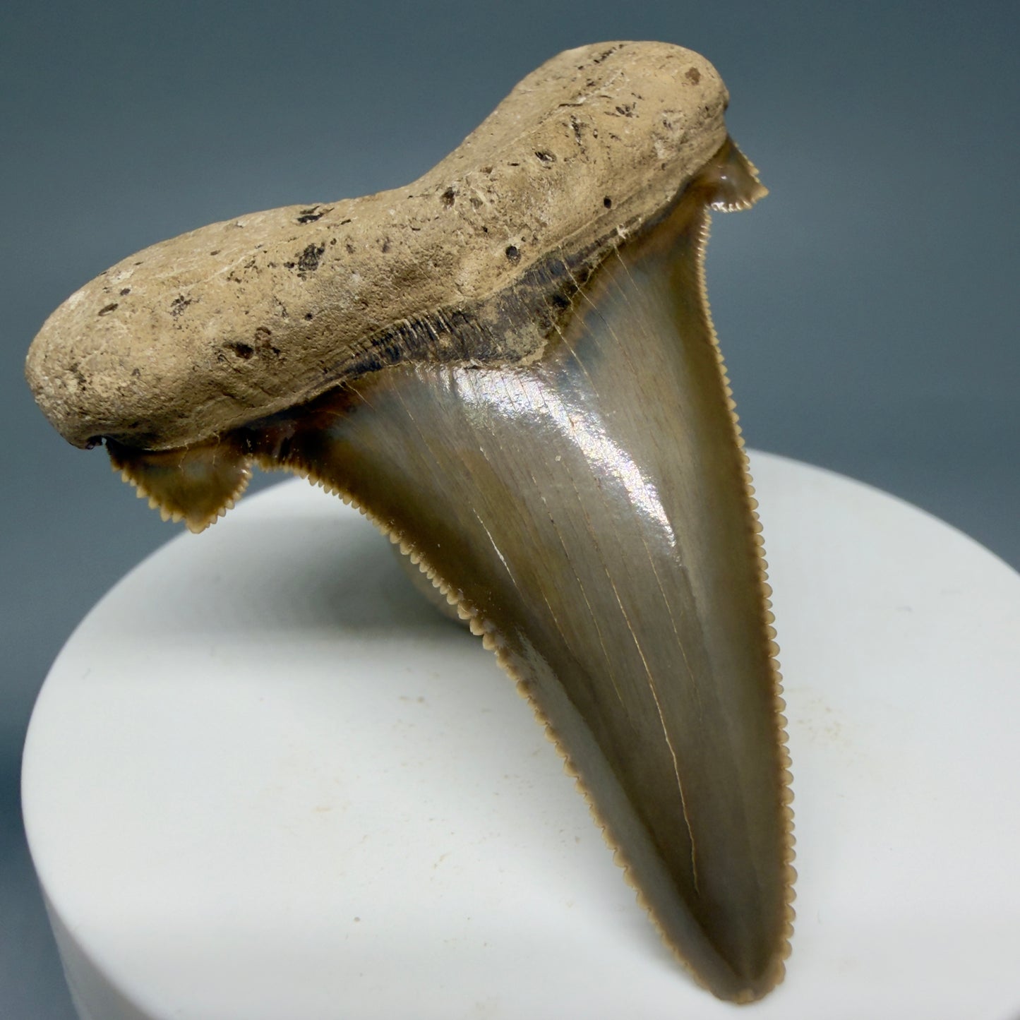 Front Left View Gorgeous 2.37" Fossil Carcharocles sokolowi (auriculatus) Shark Tooth - Harleyville, South Carolina AU397