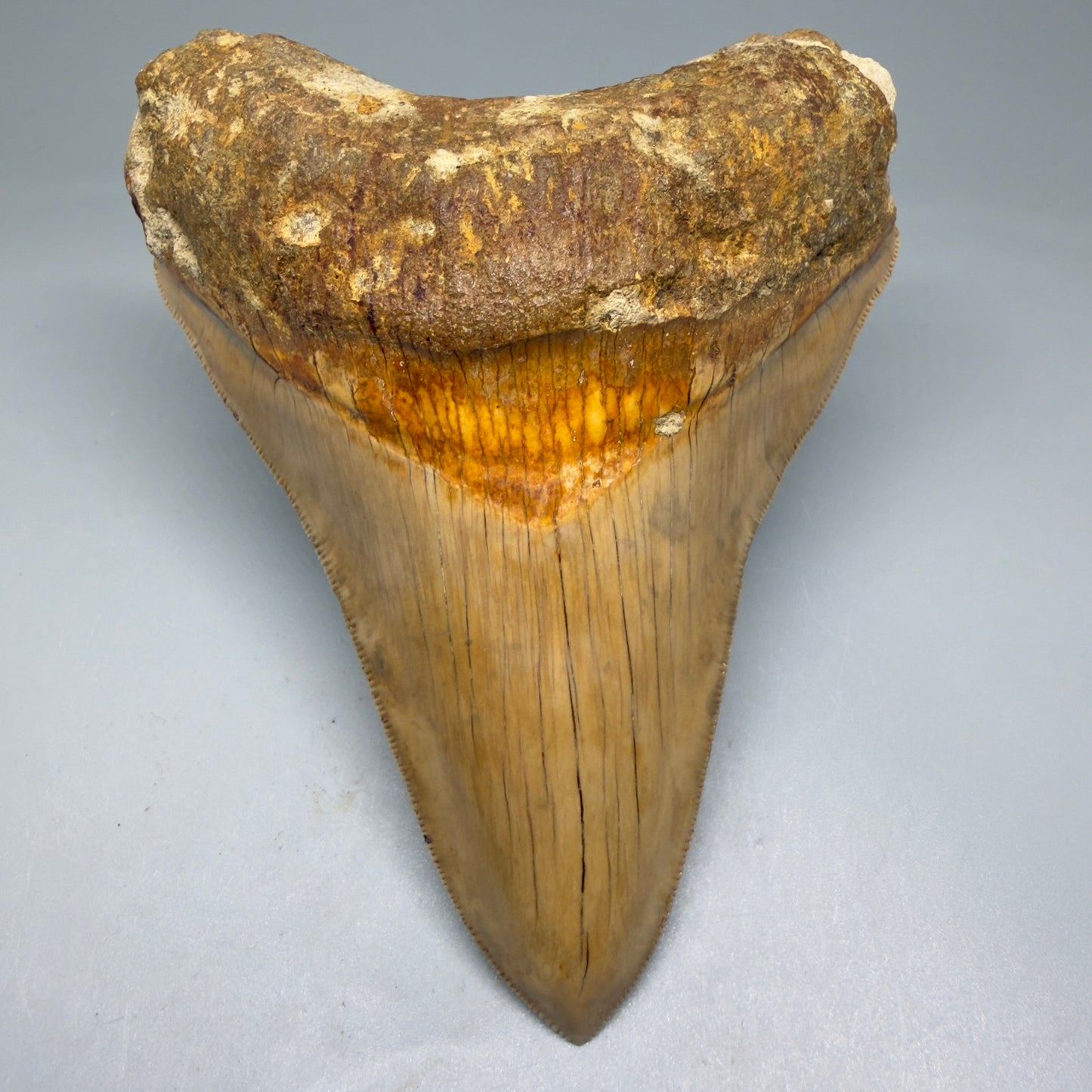 Front View Collector's Quality, Lower 4.98″ Colorful Megalodon Tooth – West Java Indonesia CM5723 - 3