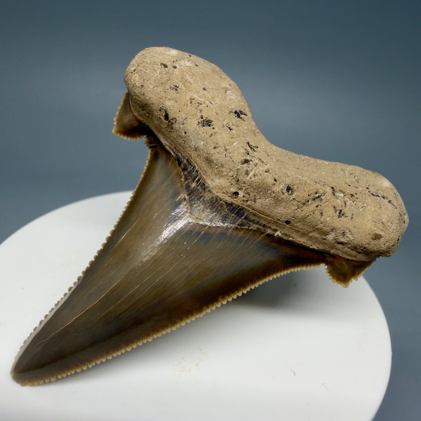 Front Right View Gorgeous 2.37" Fossil Carcharocles sokolowi (auriculatus) Shark Tooth - Harleyville, South Carolina AU397