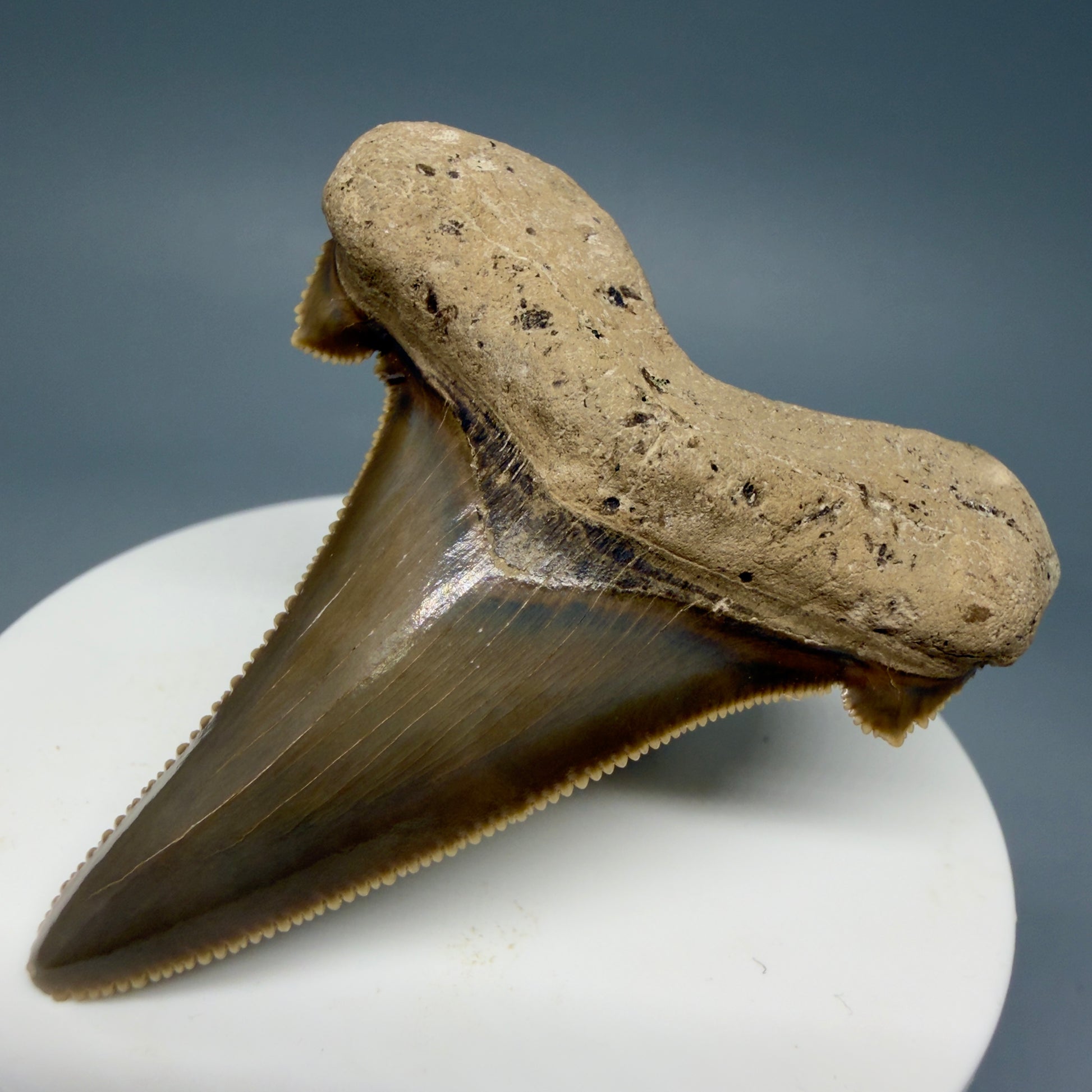 Front Right View Gorgeous 2.37" Fossil Carcharocles sokolowi (auriculatus) Shark Tooth - Harleyville, South Carolina AU397