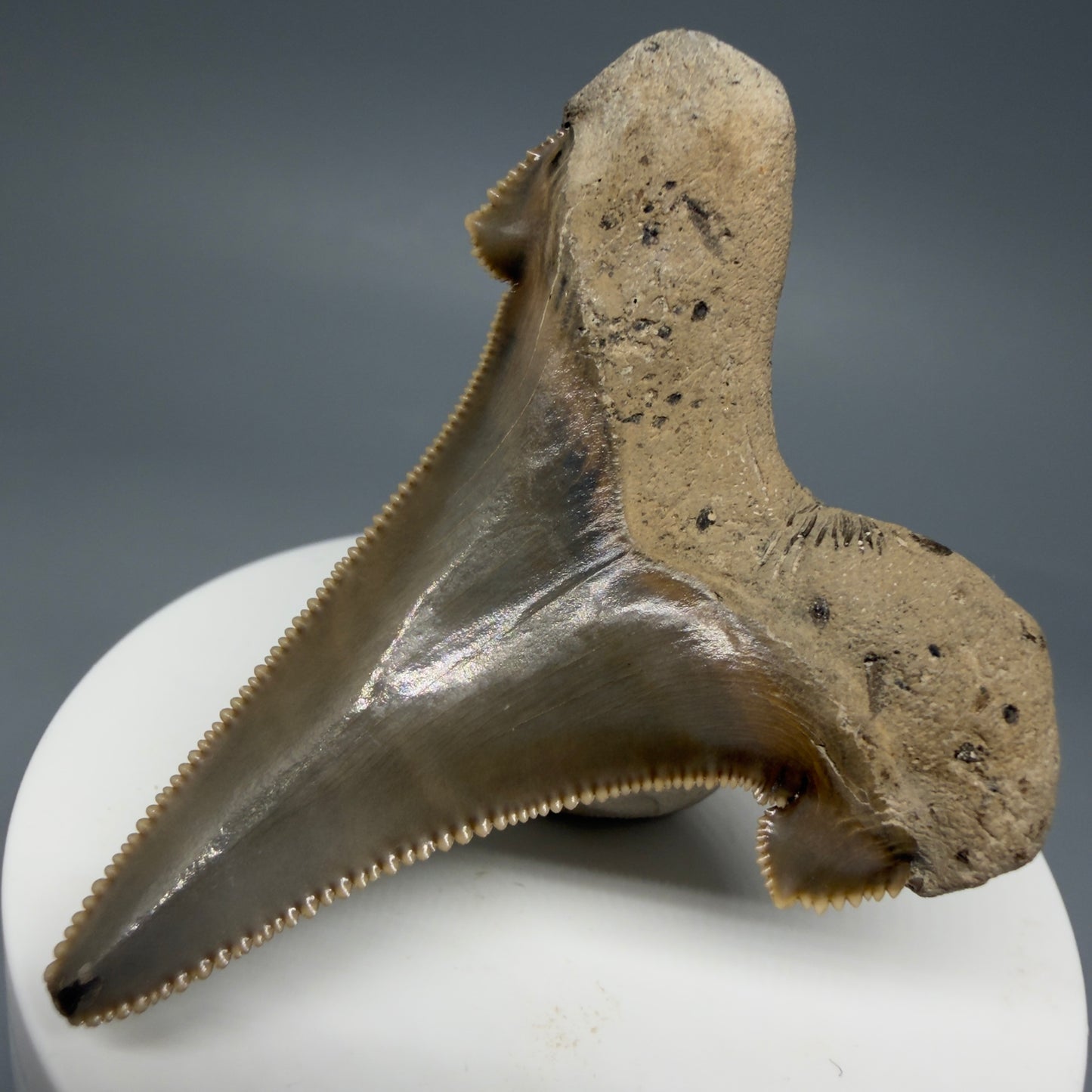 Back Right View Gorgeous 2.37" Fossil Carcharocles sokolowi (auriculatus) Shark Tooth - Harleyville, South Carolina AU397