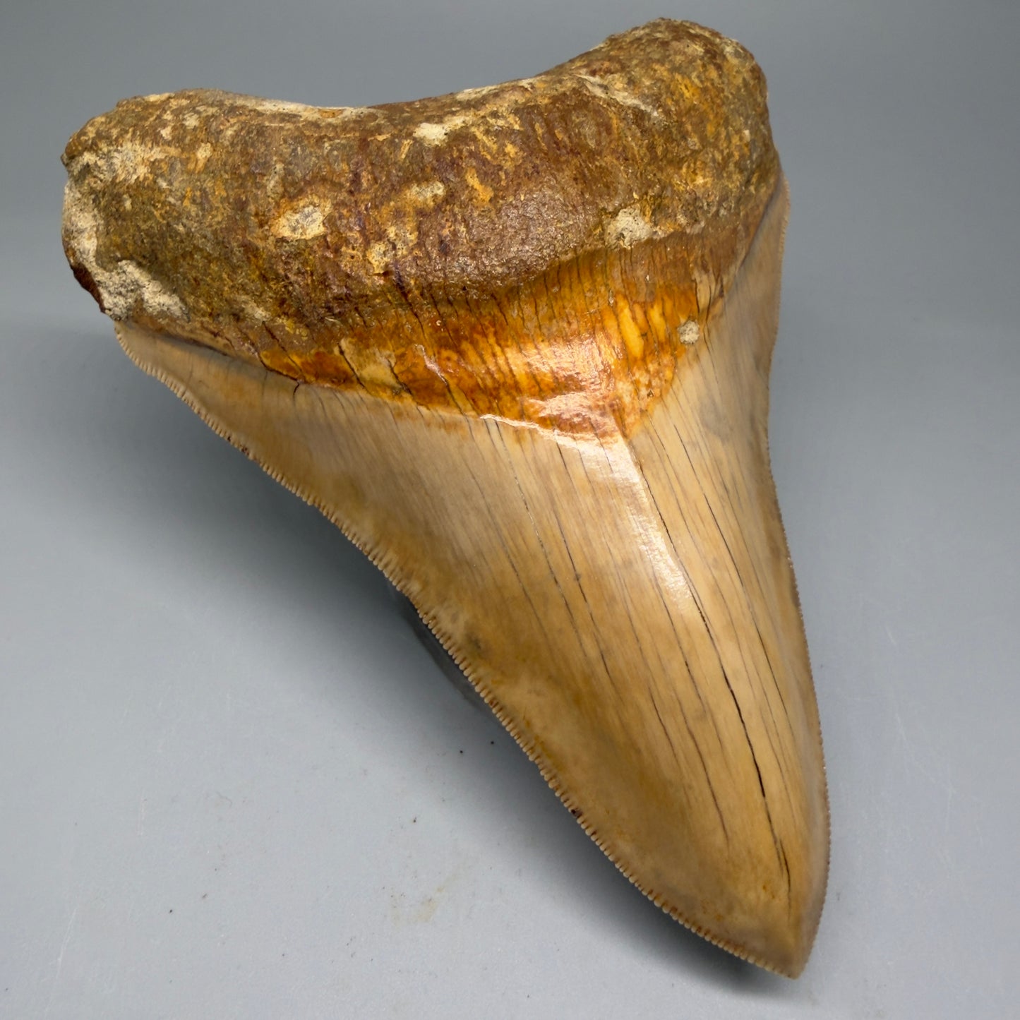 Front Left View Collector's Quality, Lower 4.98″ Colorful Megalodon Tooth – West Java Indonesia CM5723