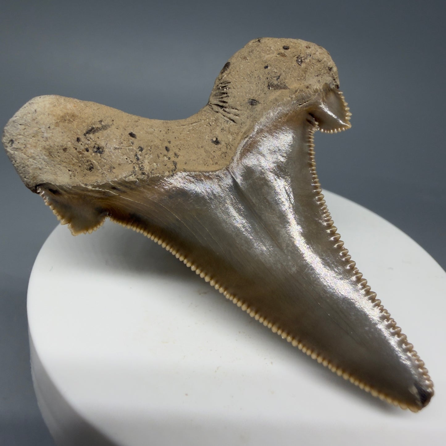 Back Left View Gorgeous 2.37" Fossil Carcharocles sokolowi (auriculatus) Shark Tooth - Harleyville, South Carolina AU397