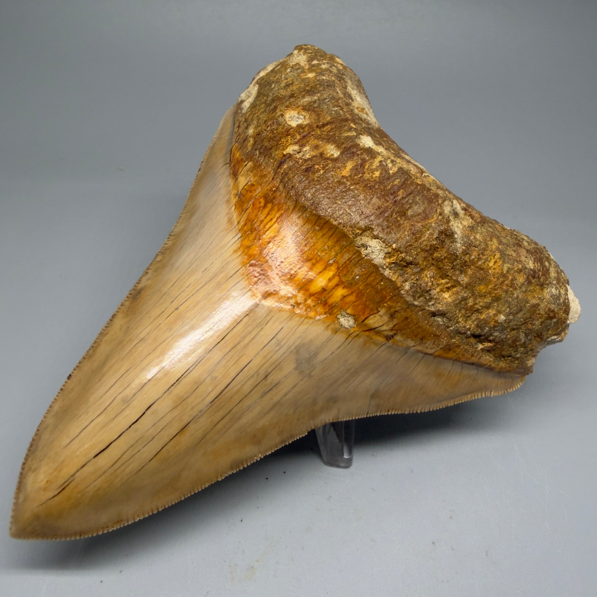 Front Right View Collector's Quality, Lower 4.98″ Colorful Megalodon Tooth – West Java Indonesia CM5723