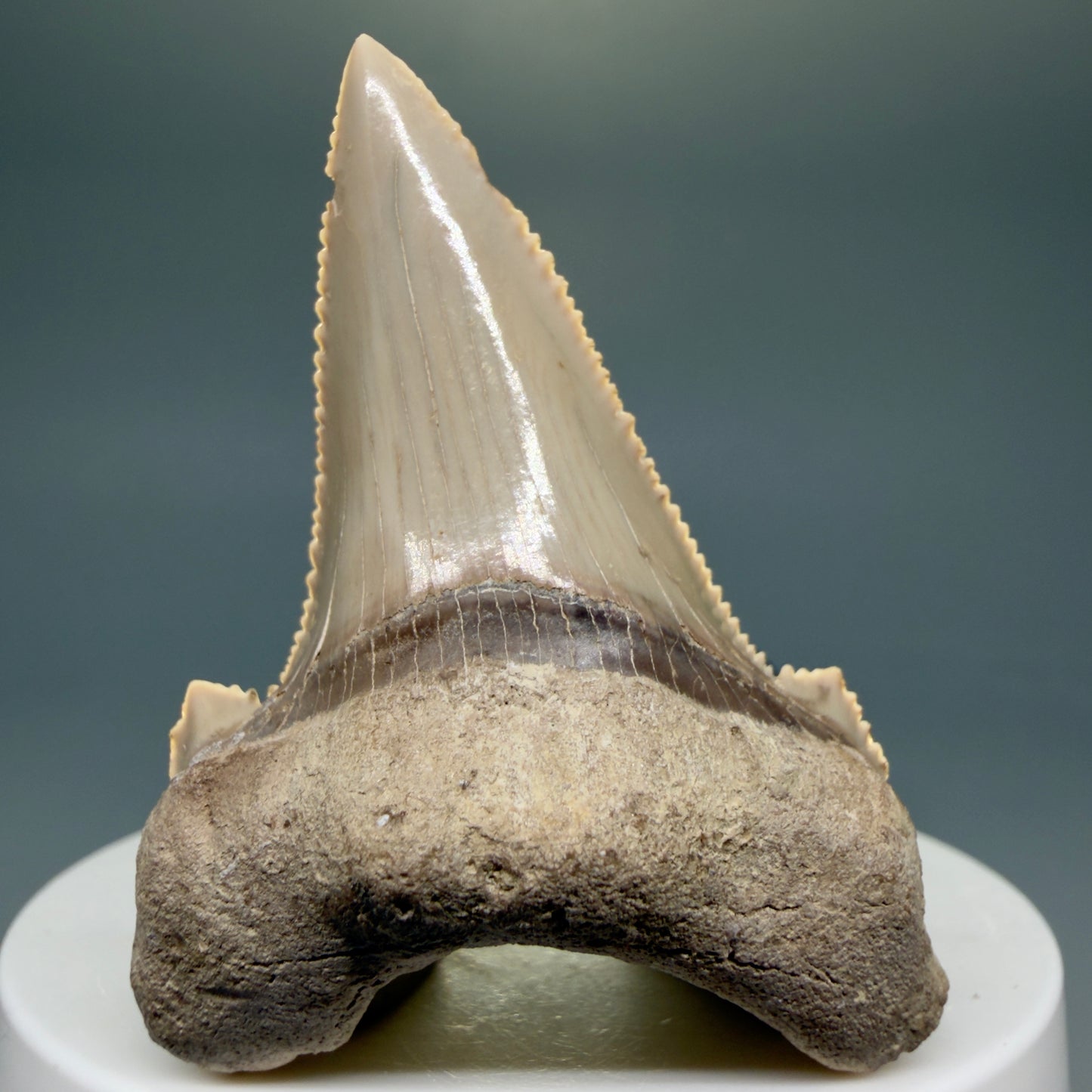 Front View Sharply Serrated 2.22" Carcharocles auriculatus Shark Tooth Fossil - Central Kazakhstan AU391 - 2