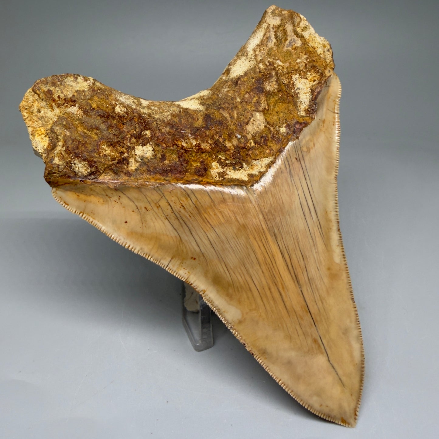 Back Left View Collector's Quality, Lower 4.98″ Colorful Megalodon Tooth – West Java Indonesia CM5723