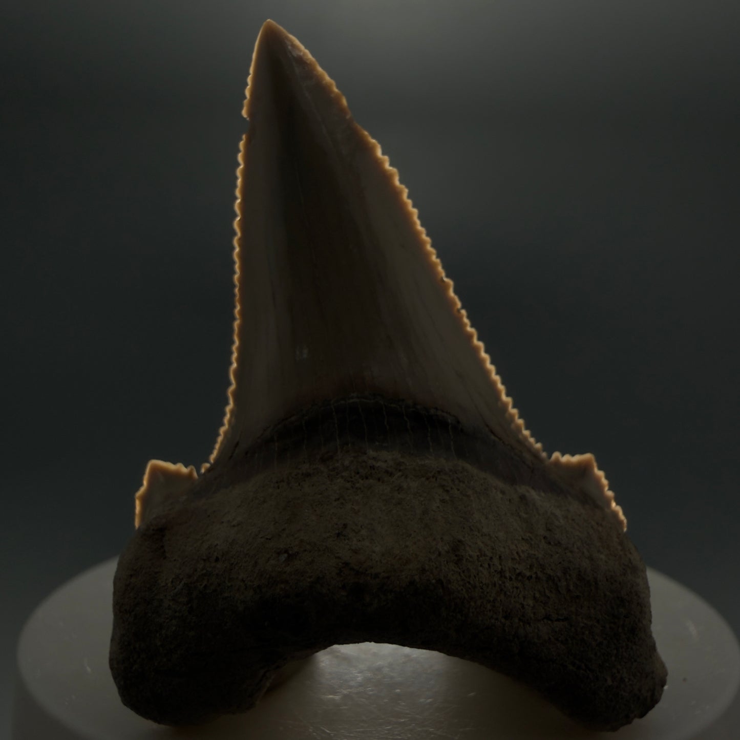Front View Sharply Serrated 2.22" Carcharocles auriculatus Shark Tooth Fossil - Central Kazakhstan AU391 - 1