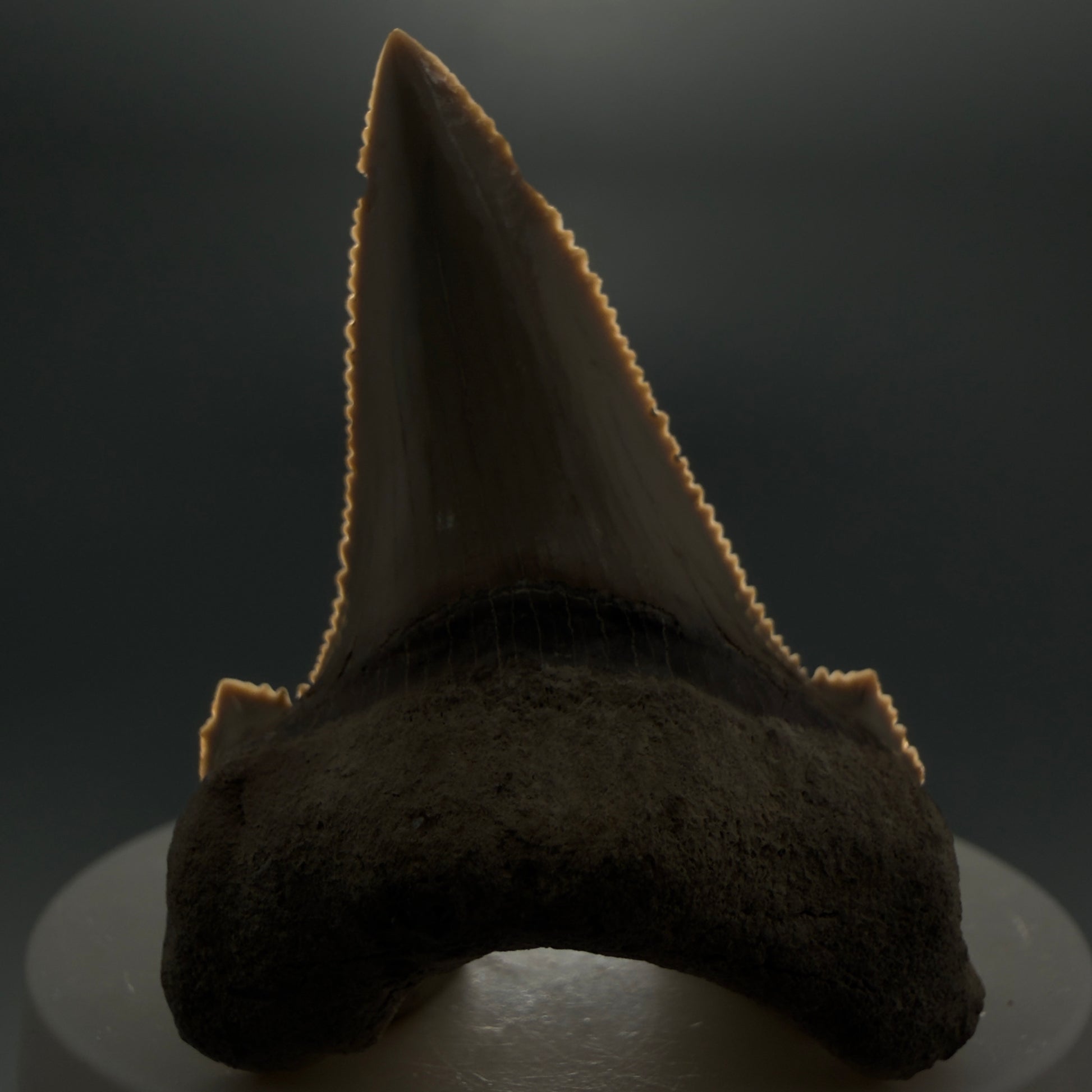 Front View Sharply Serrated 2.22" Carcharocles auriculatus Shark Tooth Fossil - Central Kazakhstan AU391 - 1