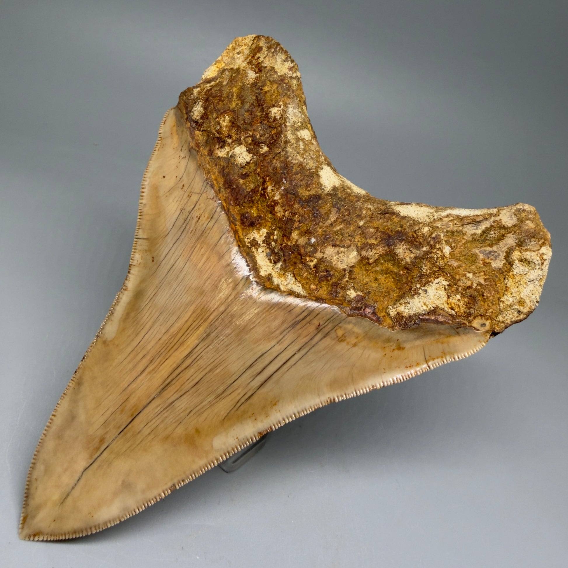 Back Right View Collector's Quality, Lower 4.98″ Colorful Megalodon Tooth – West Java Indonesia CM5723