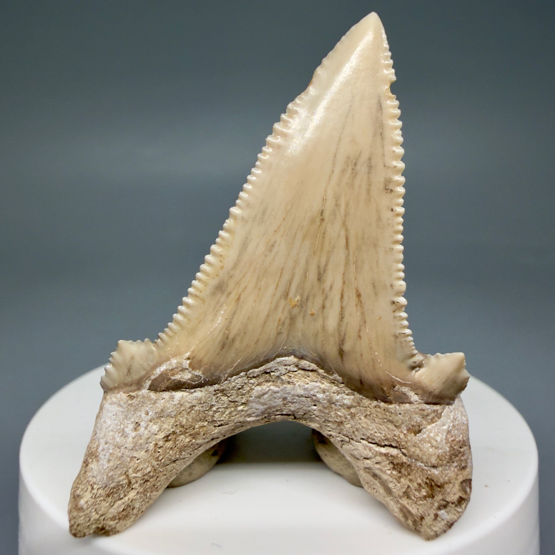 Back View Sharply Serrated 2.22" Carcharocles auriculatus Shark Tooth Fossil - Central Kazakhstan AU391